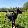 dog, grass, outdoor, sunny, blue_sky, stick, pet, animal, collar, field, nature, canine, daylight, green, mammal, young_dog, alert, standing, side_view, summer