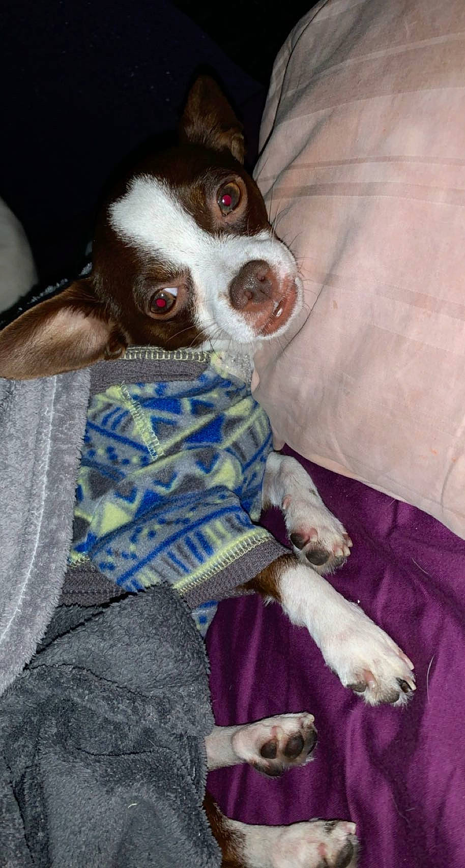 Gizmo is registered to the contest to win money with this photo: canidae, carnivore, collar, comfort, companion_dog, dog, dog_breed, dog_clothes, dog_supply, fawn, fur, linens, liver, magenta, pattern, snout, sporting_group, toy_dog, whiskers, working_animal