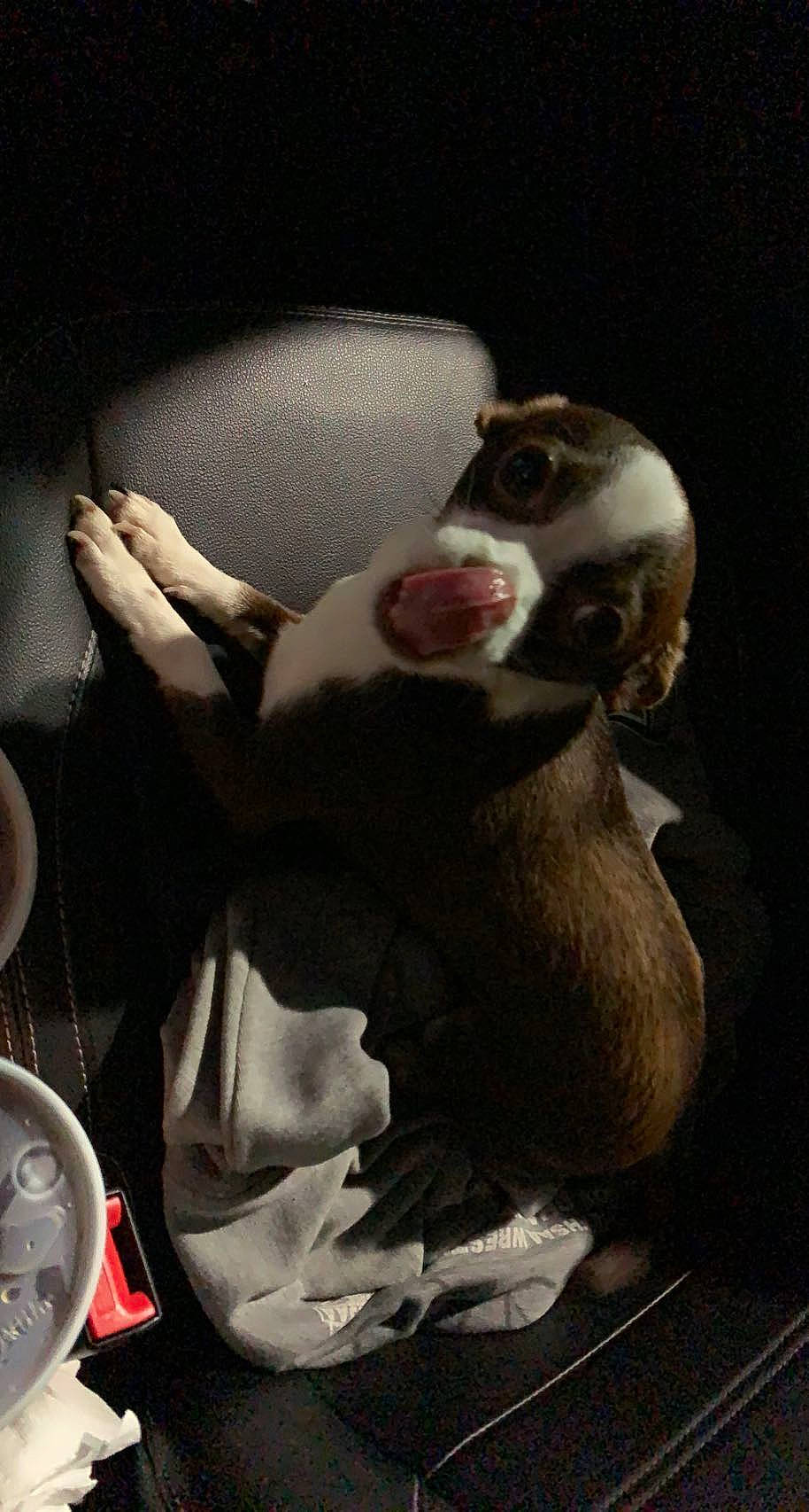 Gizmo is registered to the contest to win money with this photo: art, beak, bear, carnivore, darkness, dishware, fictional_character, flash_photography, fur, illustration, jaw, mustelidae, painting, plate, snout, stuffed_toy, tail, terrestrial_animal, toy, whiskers