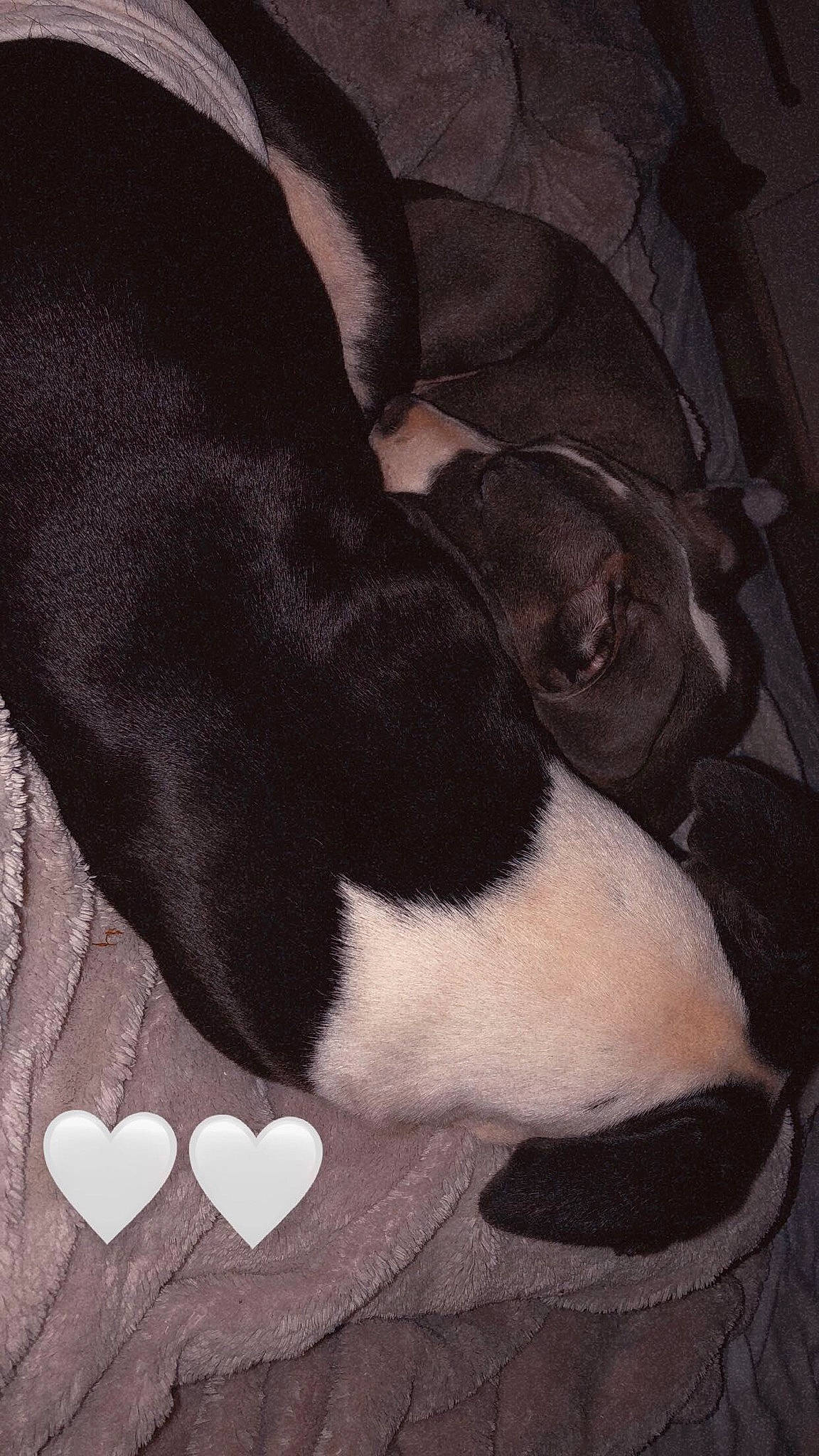 Mesrine participe au concours pour gagner de l'argent avec cette photo : canidae, carnivore, companion_dog, dog, dog_breed, heart, love, non_sporting_group, pattern, paw, sleep, snout, sporting_group, vertebrate, working_animal, working_dog