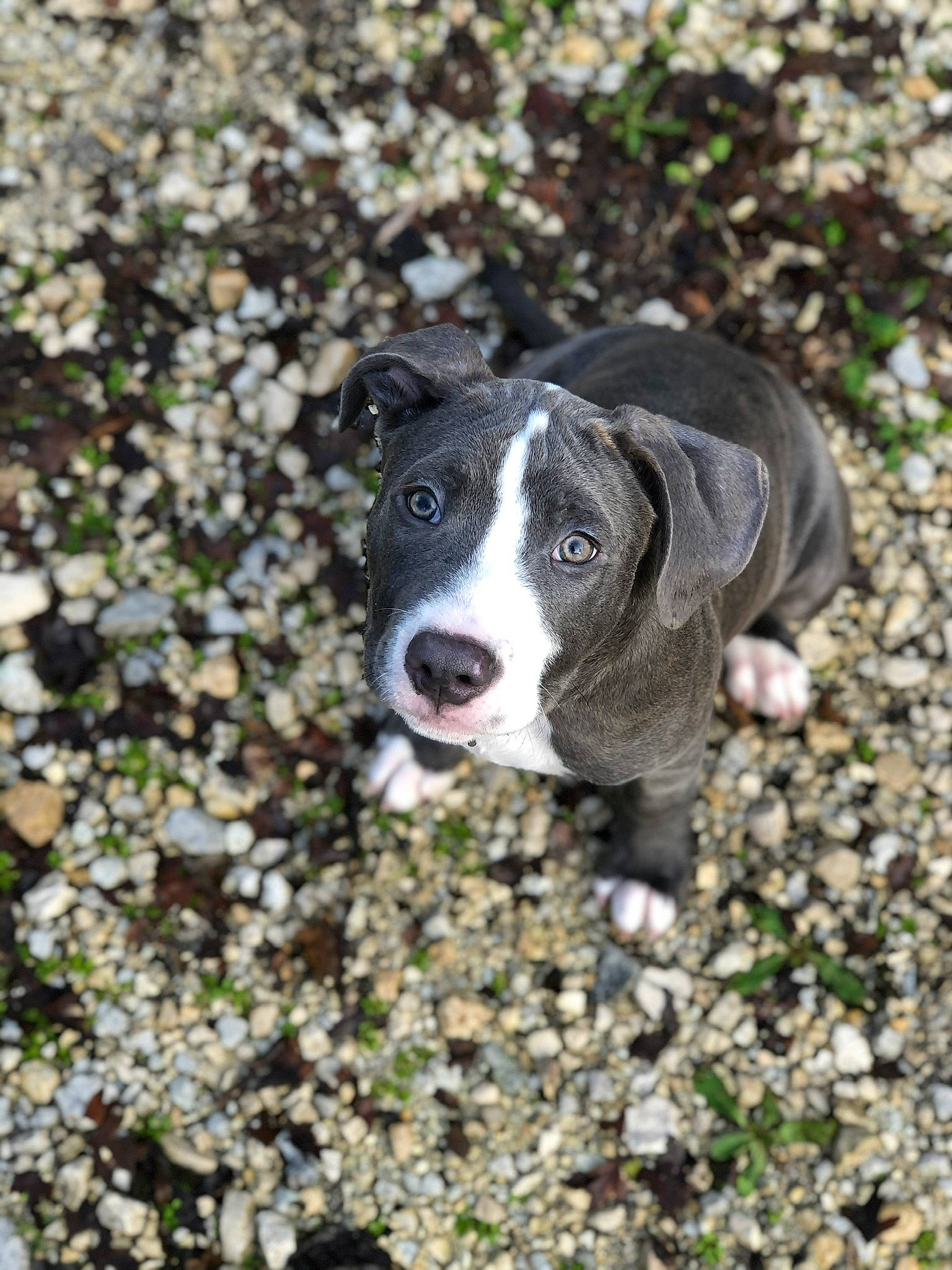 Mesrine participe au concours pour gagner de l'argent avec cette photo : canidae, carnivore, companion_dog, dog, dog_breed, groundcover, mammal, pebble, snout, sporting_group, terrestrial_animal, working_animal, working_dog