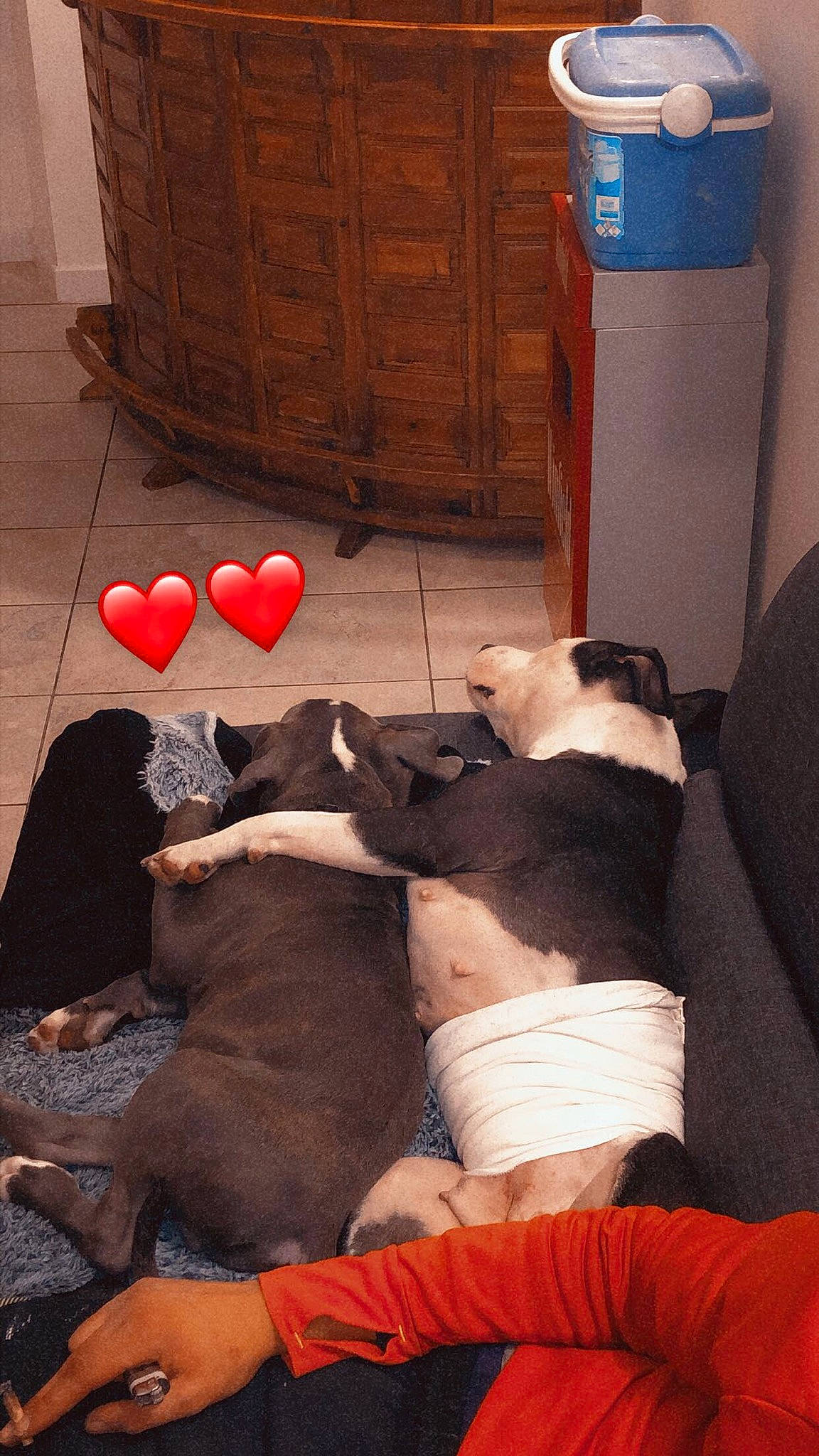 Mesrine participe au concours pour gagner de l'argent avec cette photo : box, cabinetry, canidae, carnivore, chest_of_drawers, comfort, companion_dog, coquelicot, cupboard, dog, dog_breed, dresser, non_sporting_group, pet_supply, terrestrial_animal, toy, varnish, wood_stain, working_animal, working_dog