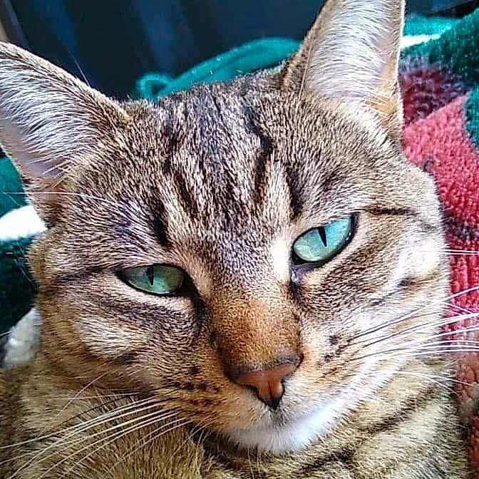 Mufasa is registered to the contest to win money with this photo: cat, tabby_cat, green_eyes, close_up, pet, feline, whiskers, fur, relaxed, cozy, blanket, indoor, animal, cute, resting, face, portrait, domestic_cat, sleepy, comfortable