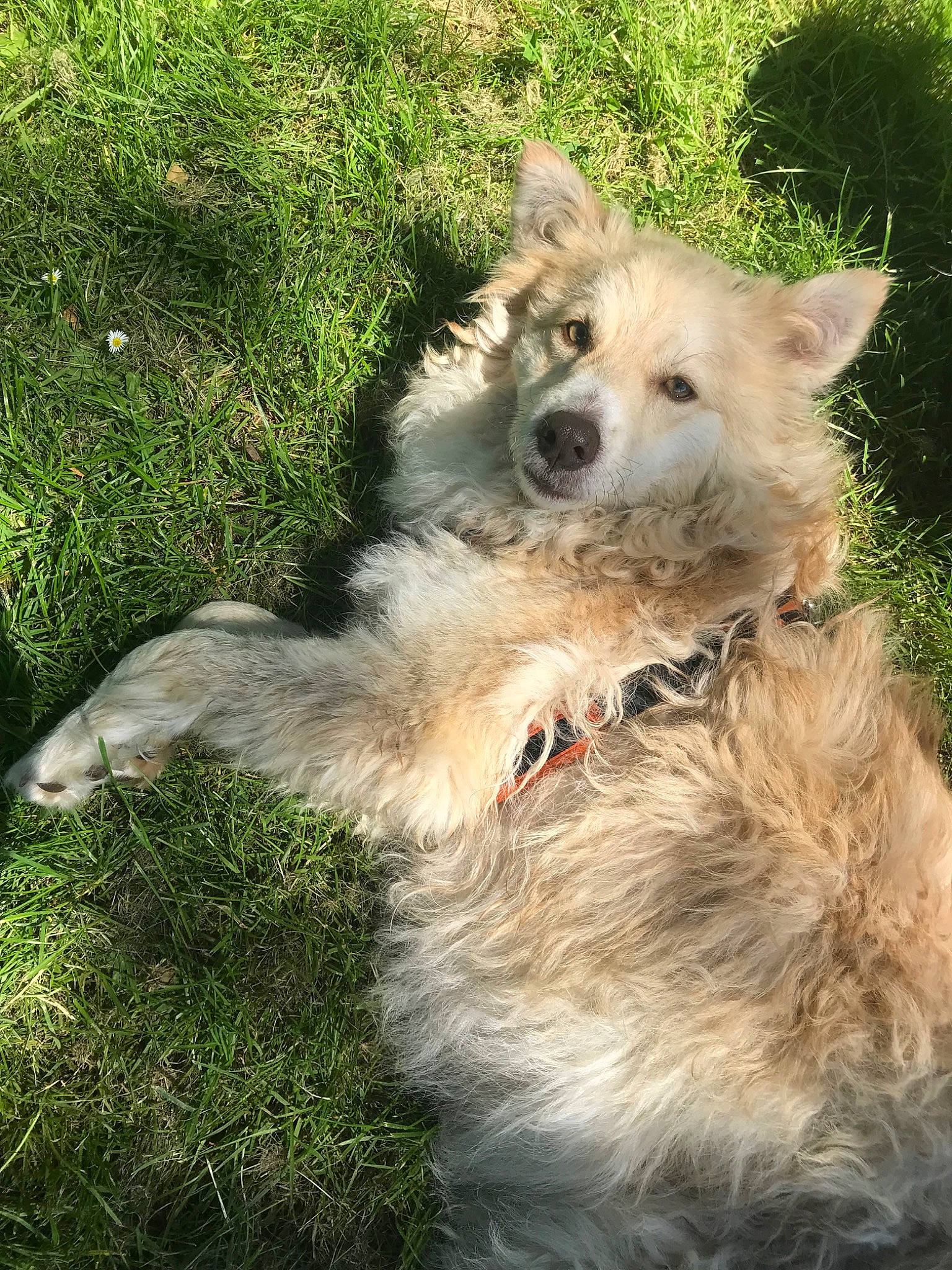 Mandy participe au concours pour gagner de l'argent avec cette photo : berger_picard, cairn_terrier, canidae, carnivore, czechoslovakian_wolfdog, dog, dog_breed, fawn, glen_of_imaal_terrier, laekenois, mammal, mudi, norwich_terrier, rare_breed_dog, saarloos_wolfdog, vertebrate, wolfdog