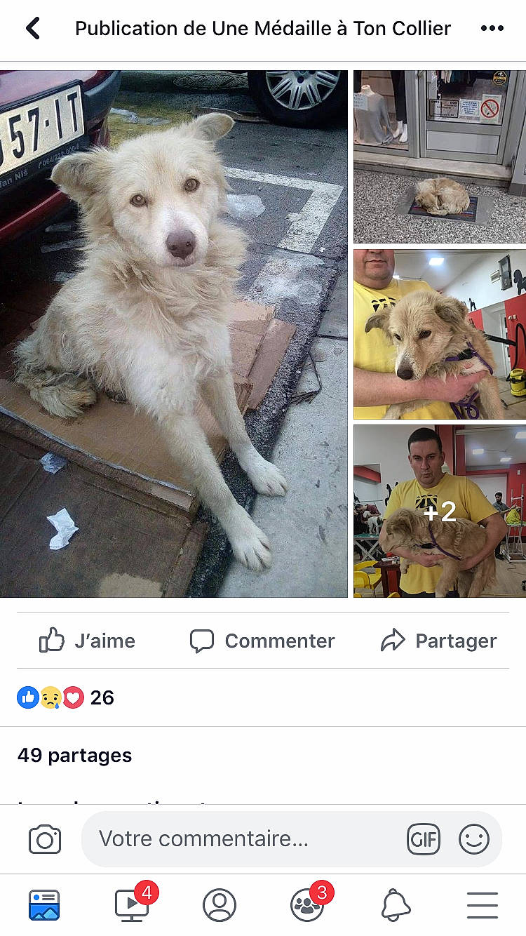 Mandy participe au concours pour gagner de l'argent avec cette photo : canidae, carnivore, companion_dog, dog, dog_breed, kintamani, photo_caption, photography, puppy, screenshot, street_dog