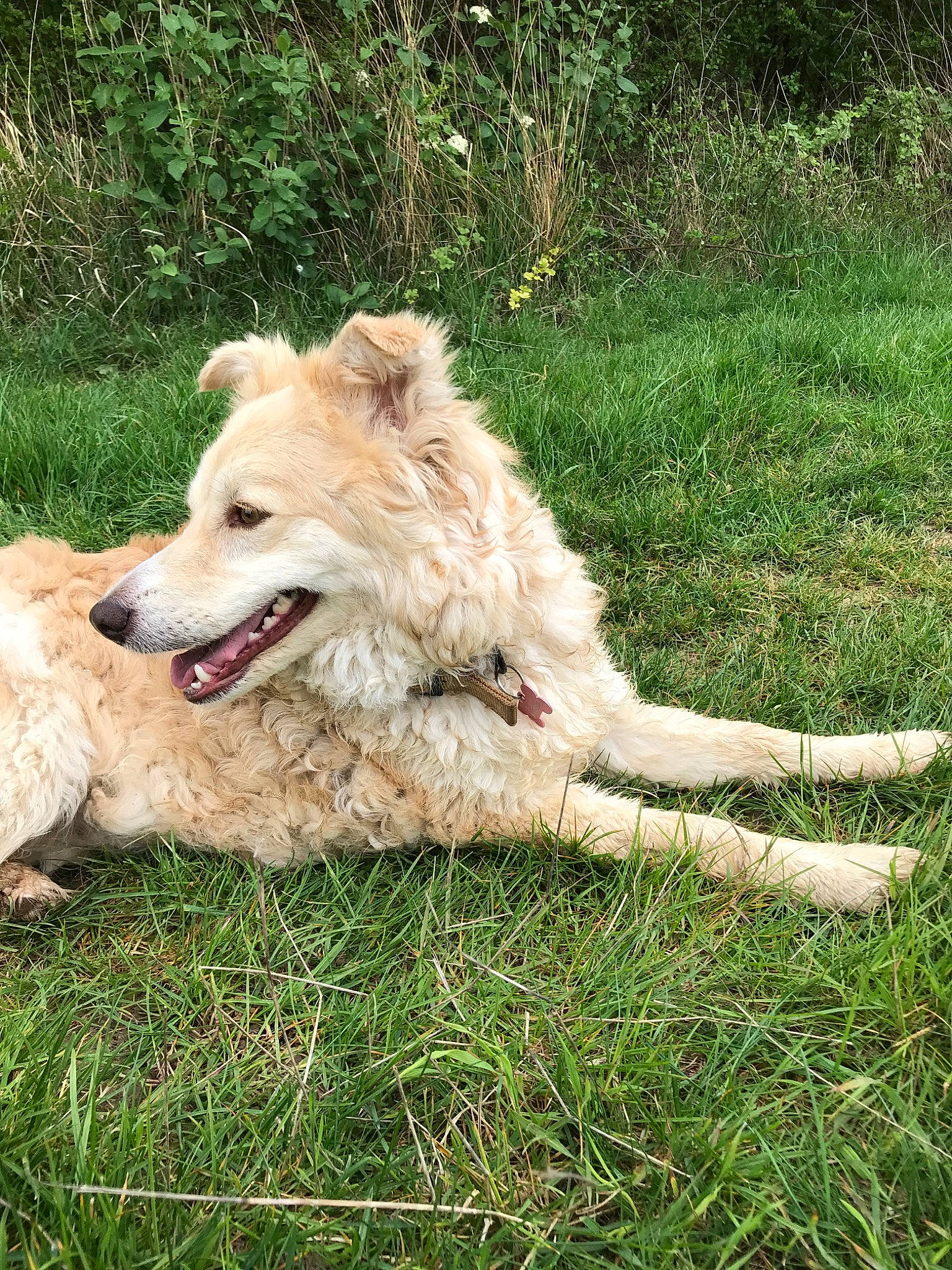 Mandy a rejoint le concours — aidez-le/la à gagner de superbes lots ! basque_shepherd_dog, canidae, carnivore, companion_dog, dog, dog_breed, grass, mammal, sporting_group, vertebrate, wildlife