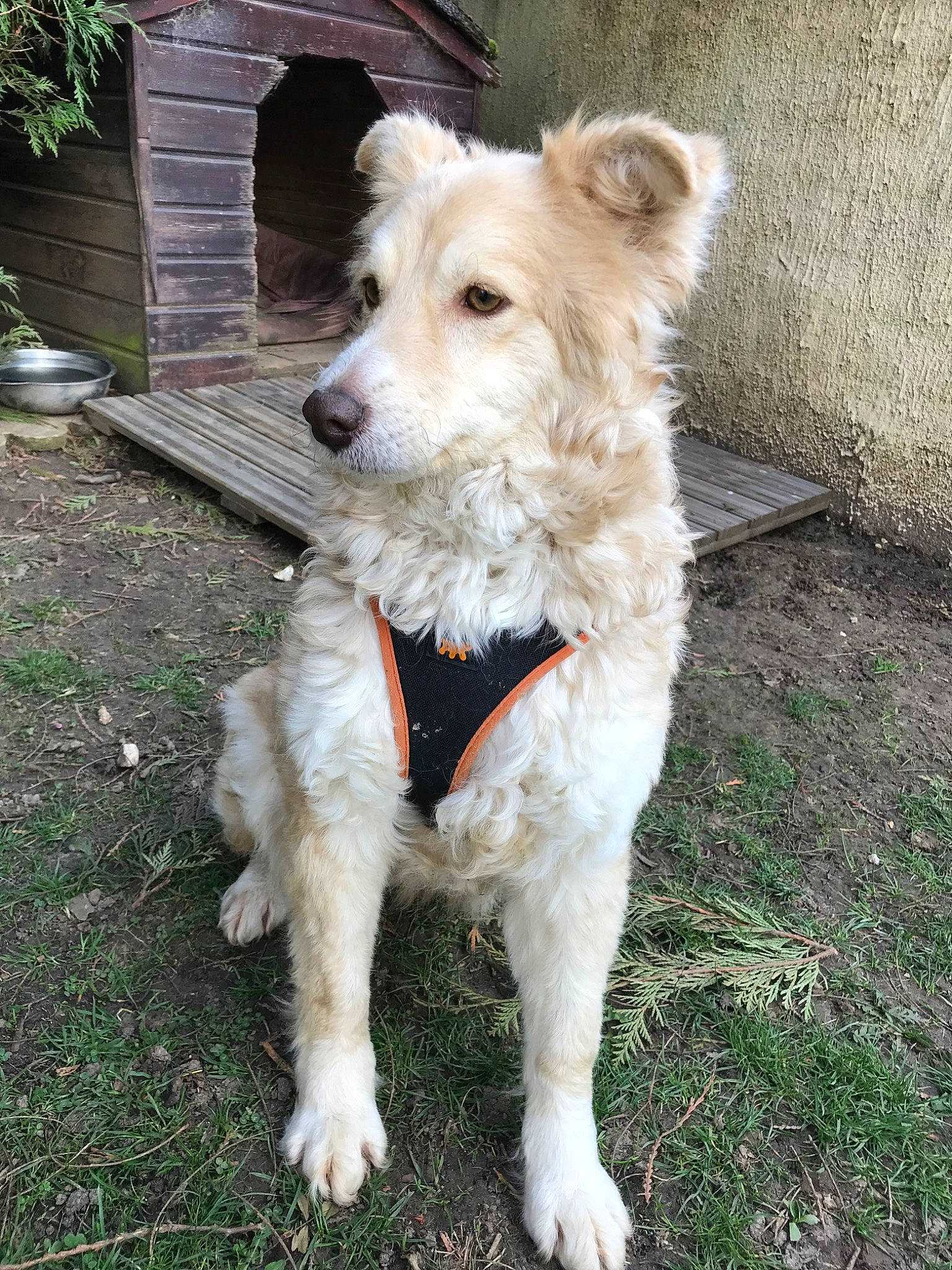 Mandy a rejoint le concours — aidez-le/la à gagner de superbes lots ! basque_shepherd_dog, canidae, carnivore, companion_dog, dog, dog_breed, fawn, mammal, rare_breed_dog, sporting_group, terrier, vertebrate