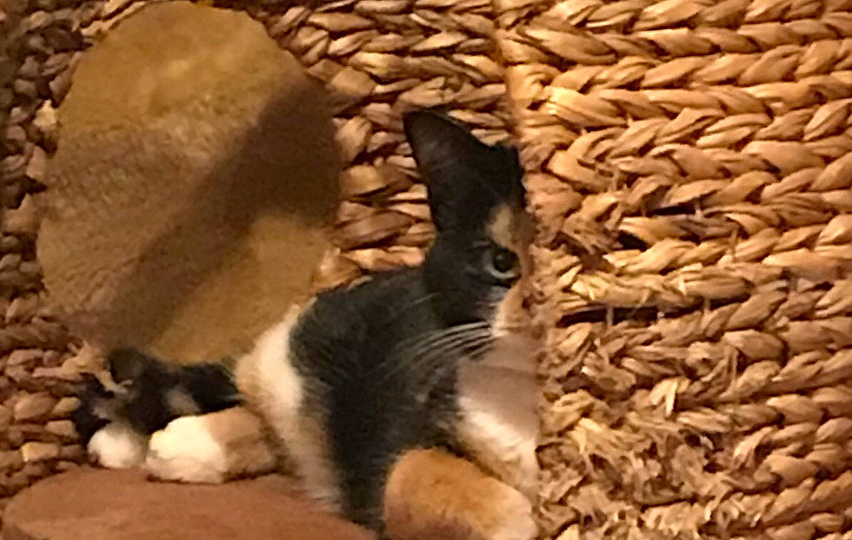 Bijou participe au concours pour gagner de l'argent avec cette photo : cat, fawn, organism, rabbit, rabbits_and_hares, tail, whiskers