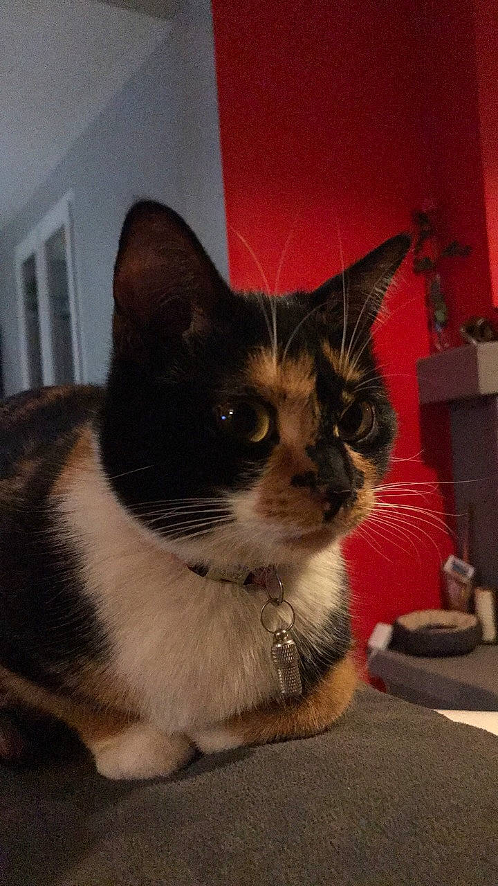 Bijou participe au concours pour gagner de l'argent avec cette photo : aegean_cat, american_wirehair, asian, carnivore, cat, domestic_short_haired_cat, european_shorthair, fawn, felidae, fur, german_rex, kitten, mammal, polydactyl_cat, small_to_medium_sized_cats, snout, whiskers