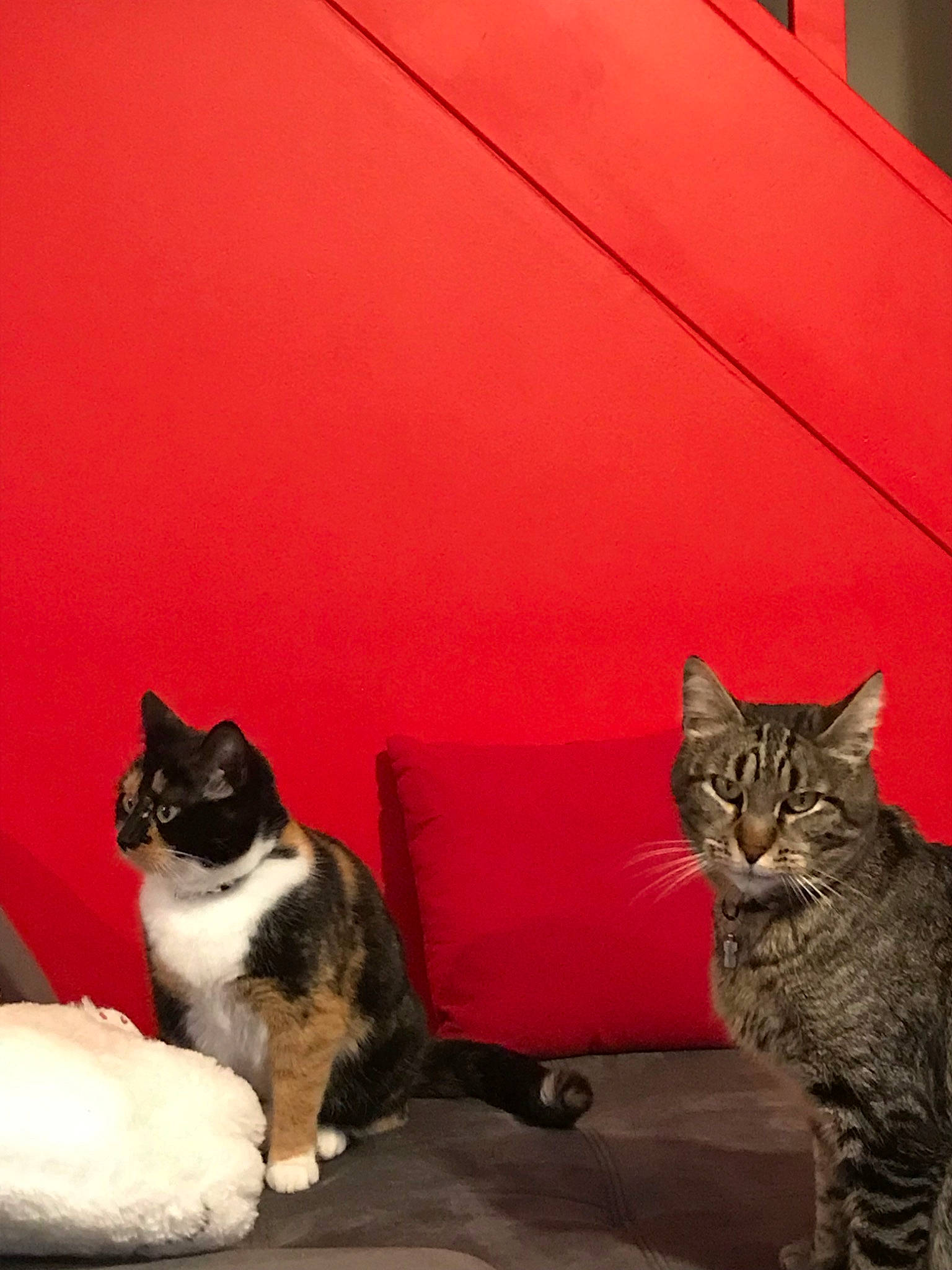 Bijou participe au concours pour gagner de l'argent avec cette photo : aegean_cat, american_wirehair, asian, carnivore, cat, domestic_short_haired_cat, european_shorthair, felidae, german_rex, kitten, kurilian_bobtail, mammal, polydactyl_cat, small_to_medium_sized_cats, tabby_cat, whiskers