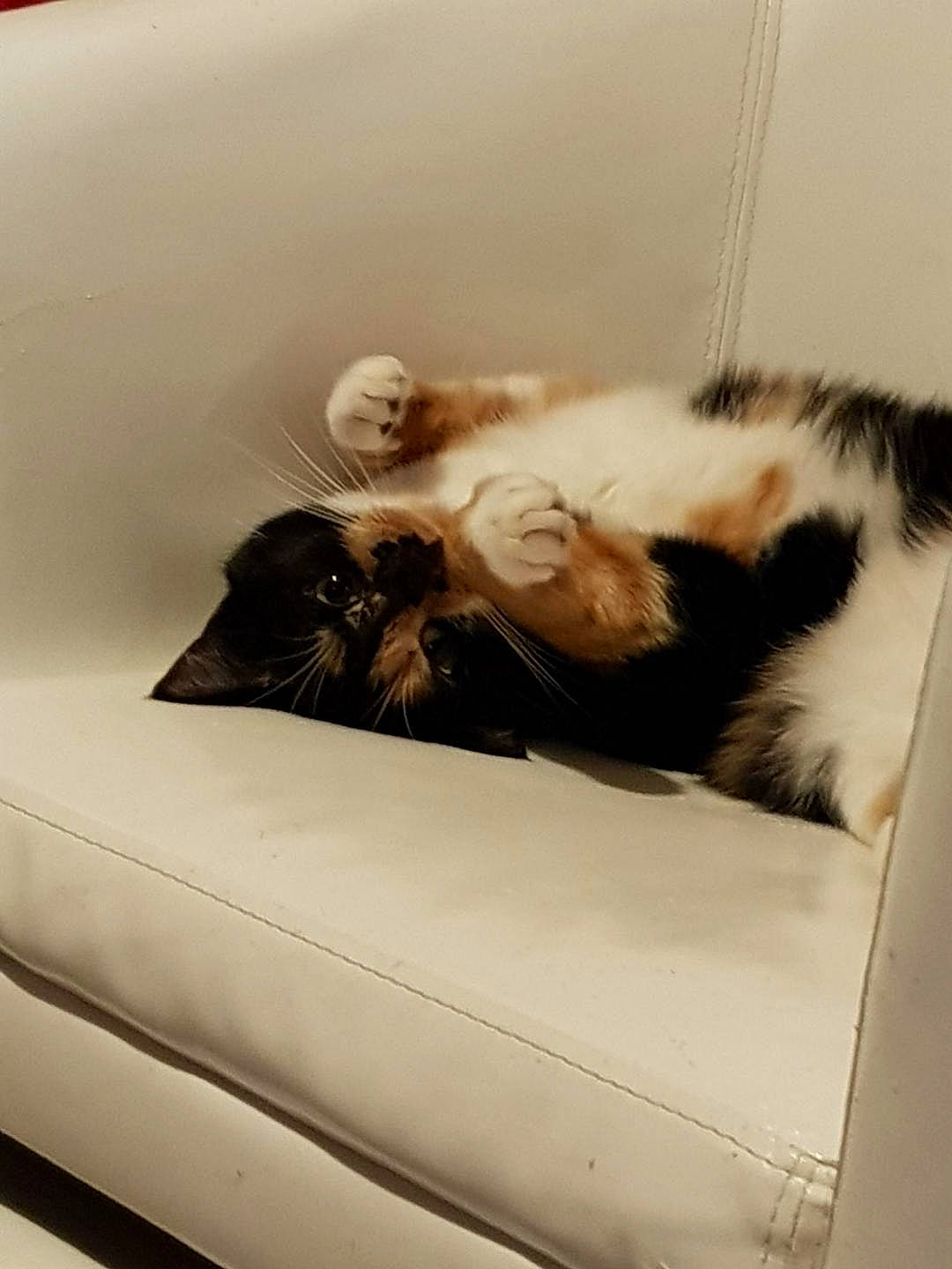 Bijou participe au concours pour gagner de l'argent avec cette photo : bathtub, canidae, carnivore, cat, comfort, ear, felidae, fur, kitten, nap, paw, room, sleep, small_to_medium_sized_cats, tail, whiskers