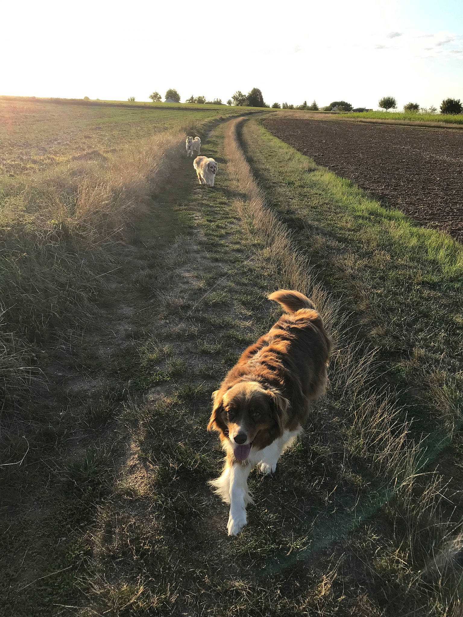 Fibi participe au concours pour gagner de l'argent avec cette photo : australian_shepherd, border_collie, canidae, carnivore, dog, dog_breed, field, grass, herding_dog, hunting_dog, road, rural_area, soil, sporting_group, tail, working_dog