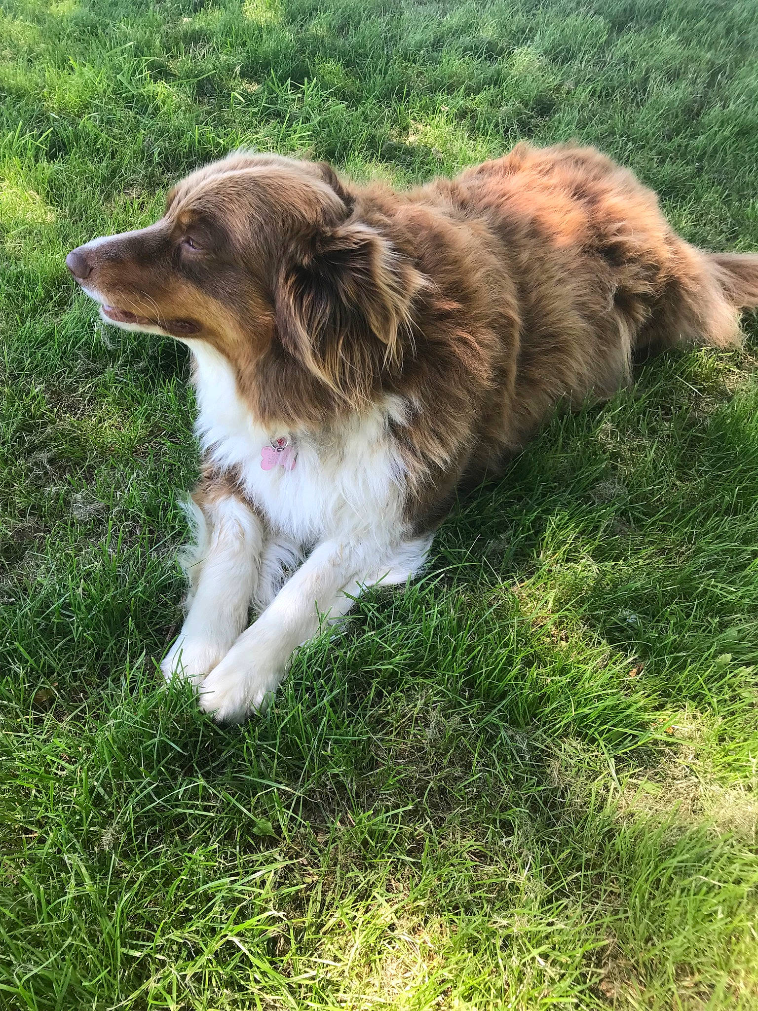 Fibi participe au concours pour gagner de l'argent avec cette photo : aidi, australian_collie, australian_shepherd, basque_shepherd_dog, border_collie, canidae, carnivore, companion_dog, dog, dog_breed, english_shepherd, grass, herding_dog, mammal, miniature_australian_shepherd, rare_breed_dog, scotch_collie, sporting_group, welsh_sheepdog, working_dog