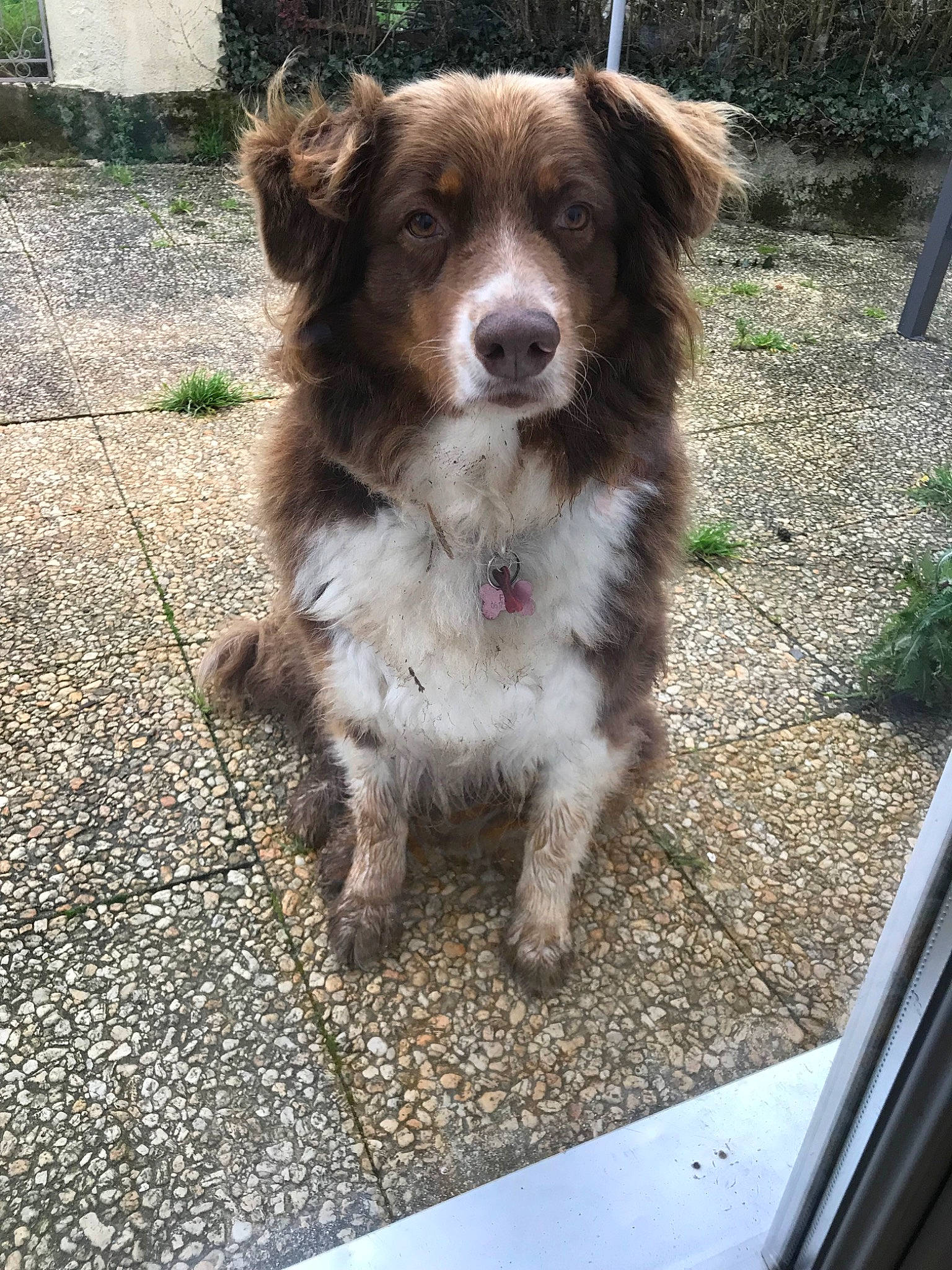 Fibi participe au concours pour gagner de l'argent avec cette photo : australian_collie, australian_shepherd, basque_shepherd_dog, border_collie, canidae, carnivore, companion_dog, dog, dog_breed, fawn, herding_dog, liver, mammal, miniature_australian_shepherd, small_greek_domestic_dog, sporting_group, street_dog, vertebrate, working_dog