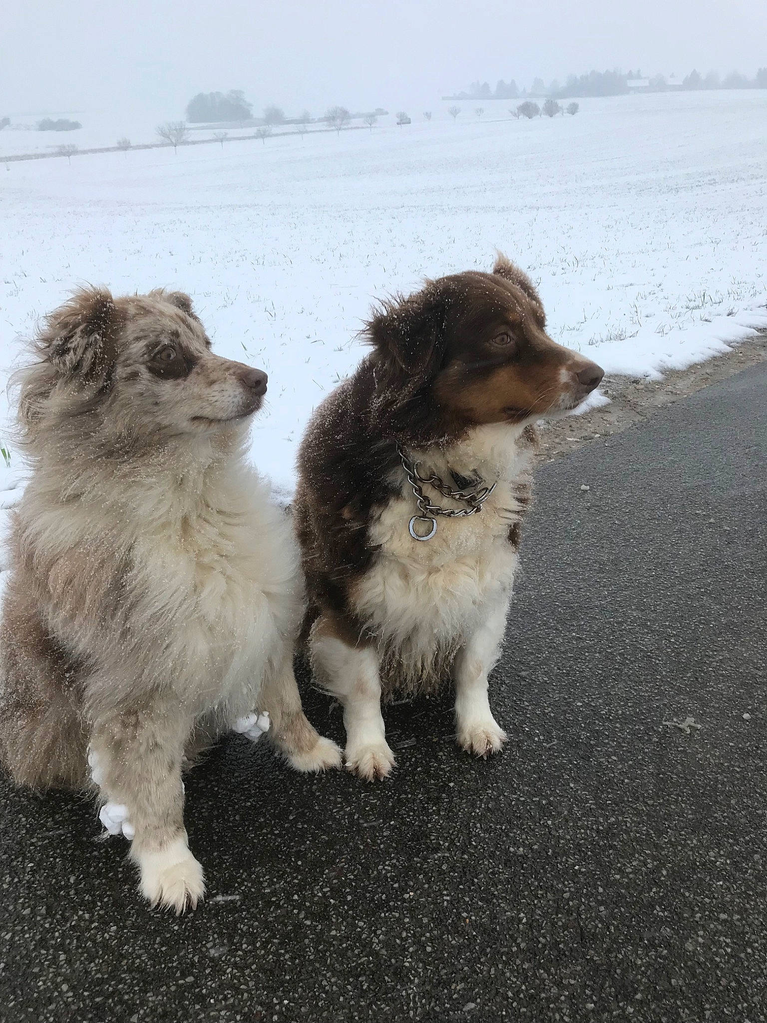 Fibi a rejoint le concours — aidez-le/la à gagner de superbes lots ! australian_shepherd, border_collie, canidae, carnivore, companion_dog, dog, dog_breed, herding_dog, mammal, puppy, rare_breed_dog, sporting_group, vertebrate, working_dog