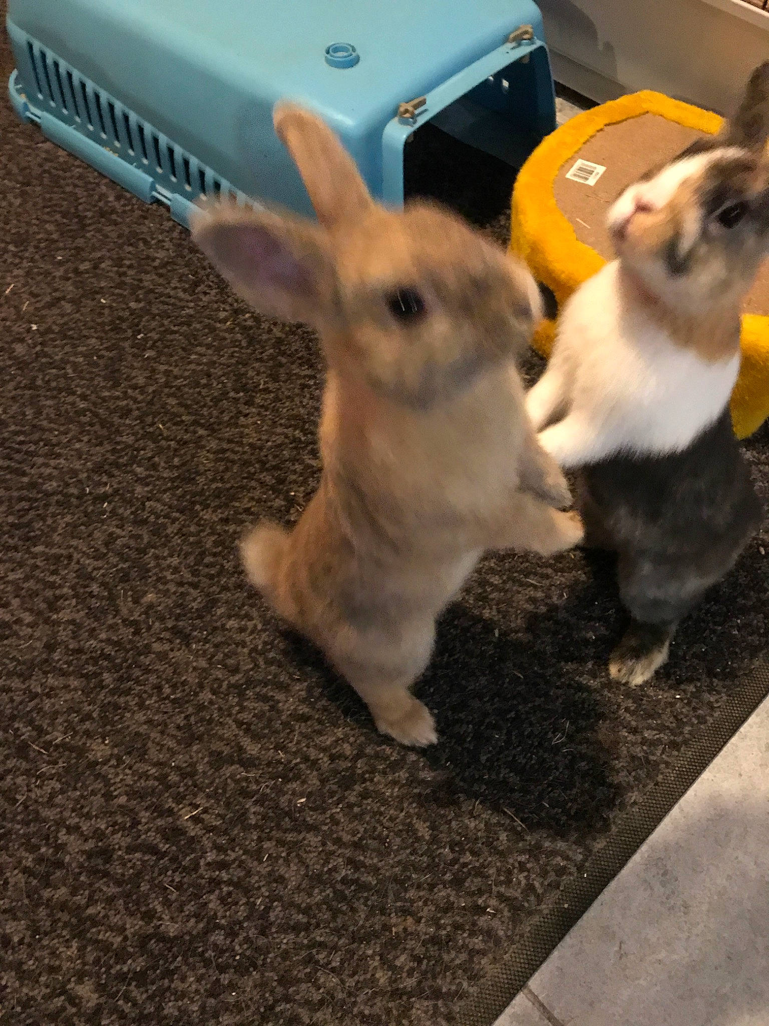 Cannelle Et Carotte a rejoint le concours — aidez-le/la à gagner de superbes lots ! domestic_rabbit, fawn, hare, rabbit, rabbits_and_hares, snout, tail, whiskers, wood_rabbit