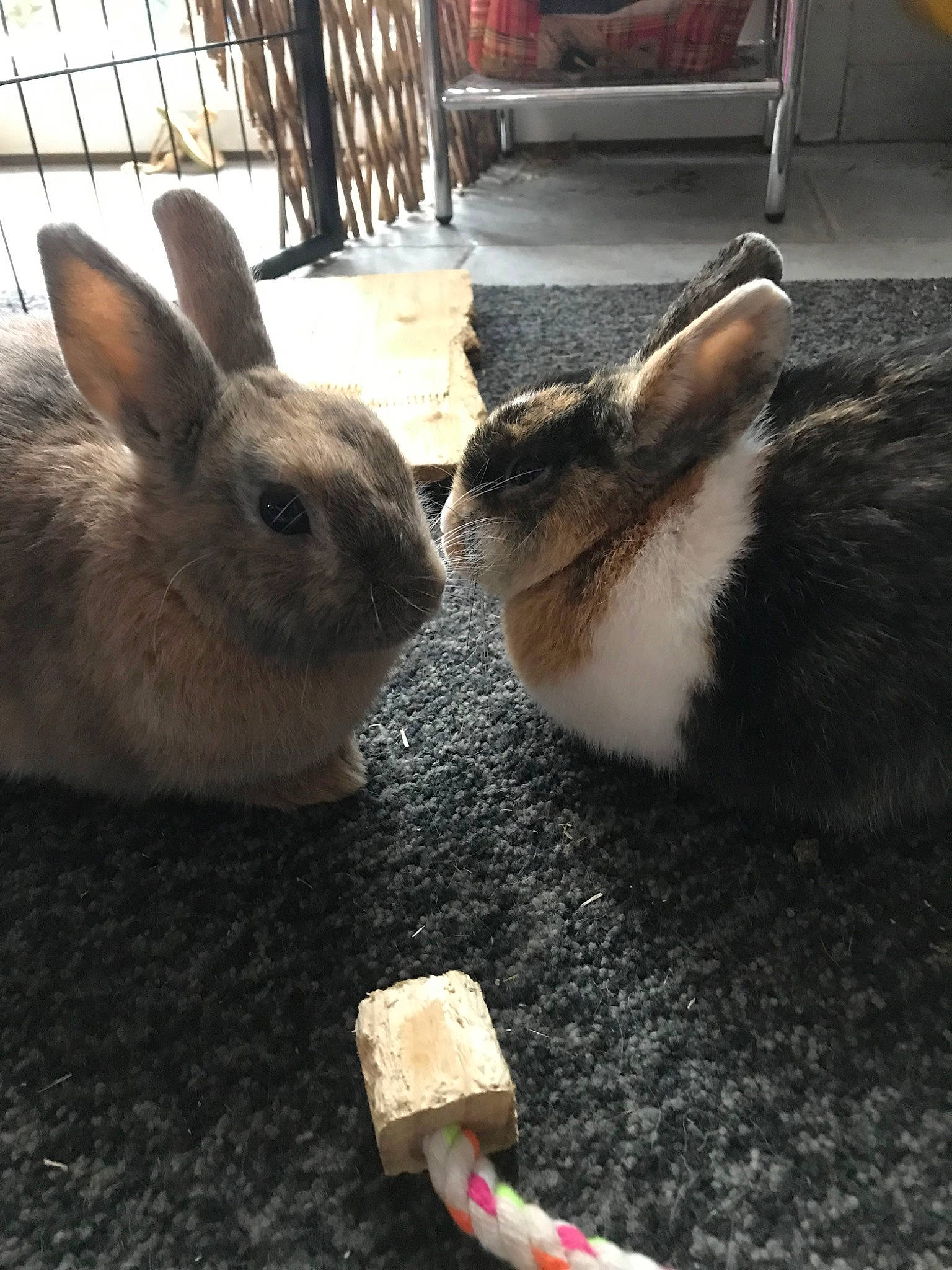Cannelle Et Carotte a rejoint le concours — aidez-le/la à gagner de superbes lots ! domestic_rabbit, ear, fawn, hare, plant, rabbit, rabbits_and_hares, snout, whiskers, wildlife, wood_rabbit
