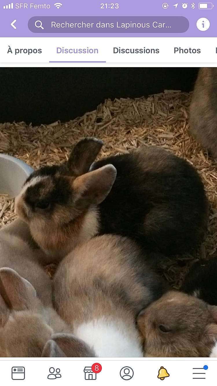 Cannelle Et Carotte a rejoint le concours — aidez-le/la à gagner de superbes lots ! adaptation, canidae, domestic_rabbit, ear, fawn, fur, hare, photo_caption, rabbit, rabbits_and_hares, snout, wildlife