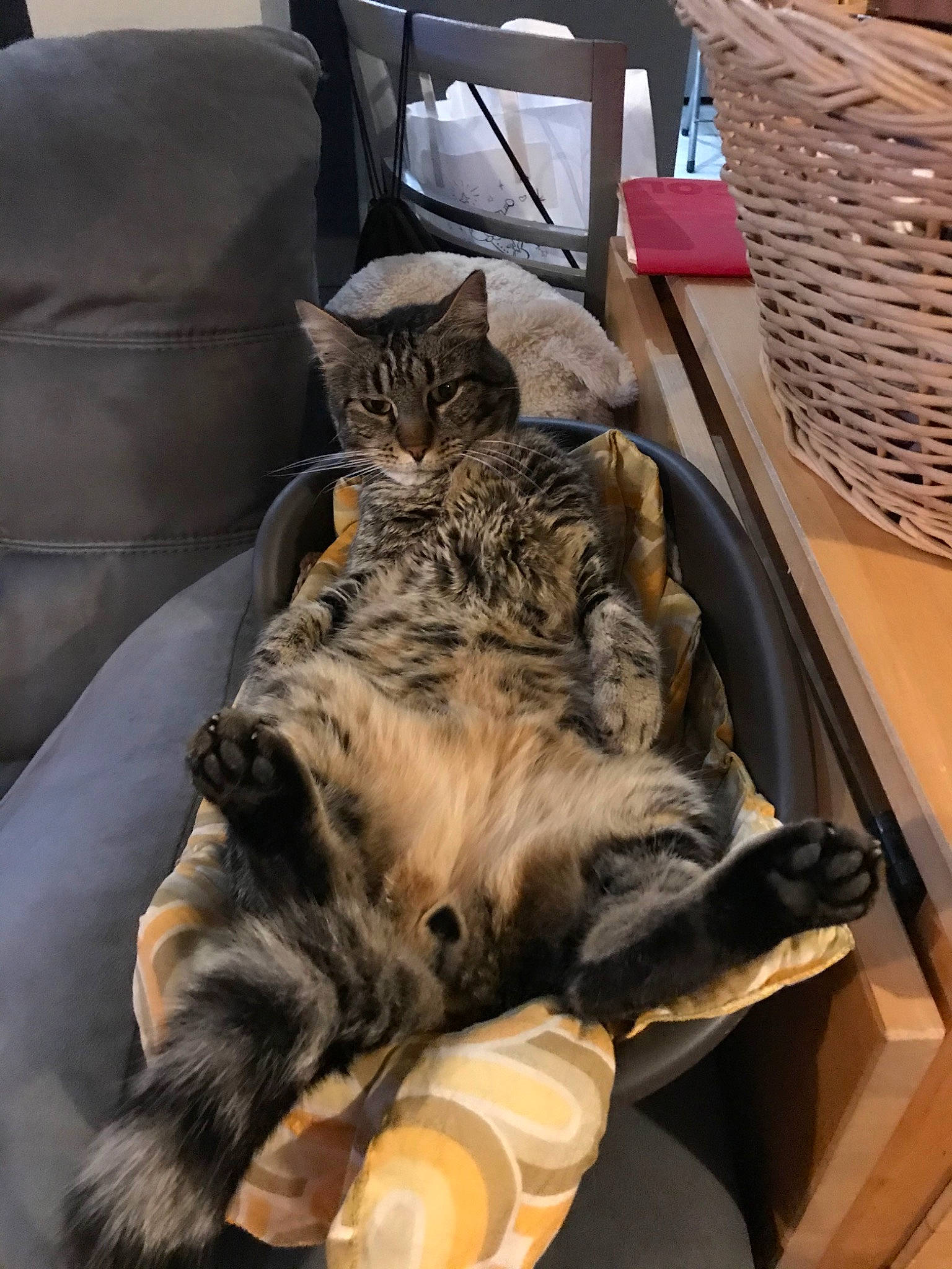 Kit a rejoint le concours — aidez-le/la à gagner de superbes lots ! american_shorthair, asian, bengal, carnivore, cat, domestic_short_haired_cat, dragon_li, european_shorthair, felidae, fur, kitten, maine_coon, norwegian_forest_cat, pixie_bob, small_to_medium_sized_cats, tabby_cat, whiskers