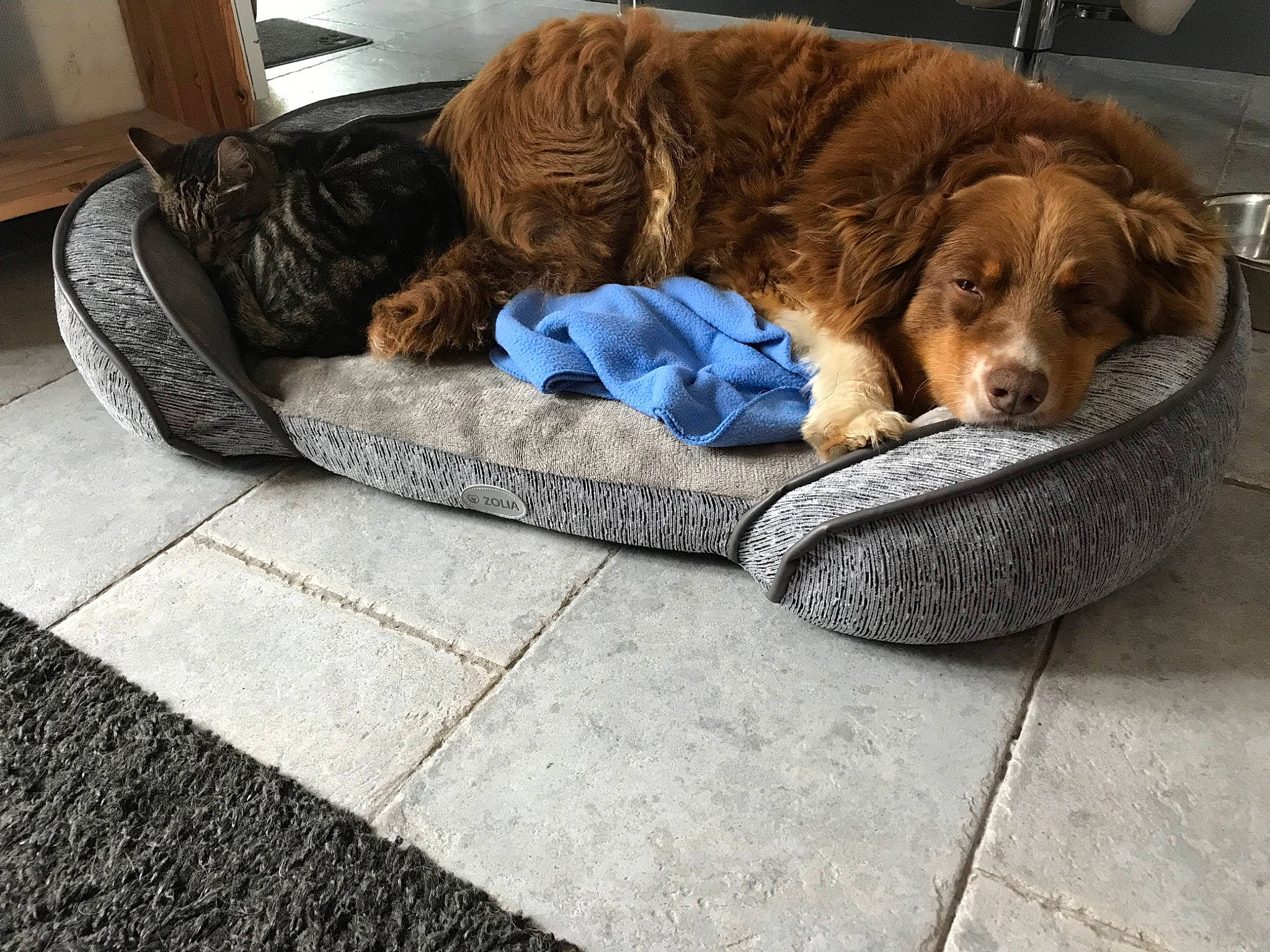 Kit participe au concours pour gagner de l'argent avec cette photo : canidae, carnivore, cavapoo, comfort, companion_dog, dog, dog_bed, dog_breed, floor, nova_scotia_duck_tolling_retriever, puppy, spaniel, sporting_group