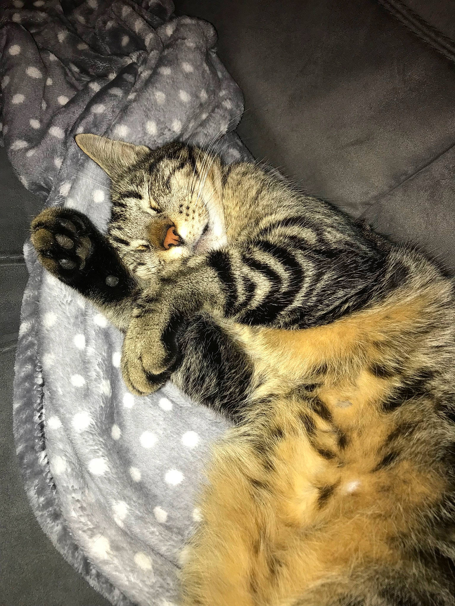 Kit participe au concours pour gagner de l'argent avec cette photo : american_shorthair, american_wirehair, asian, california_spangled, carnivore, cat, domestic_short_haired_cat, dragon_li, egyptian_mau, european_shorthair, felidae, mammal, ocicat, pixie_bob, rusty_spotted_cat, small_to_medium_sized_cats, snout, tabby_cat, whiskers, wild_cat