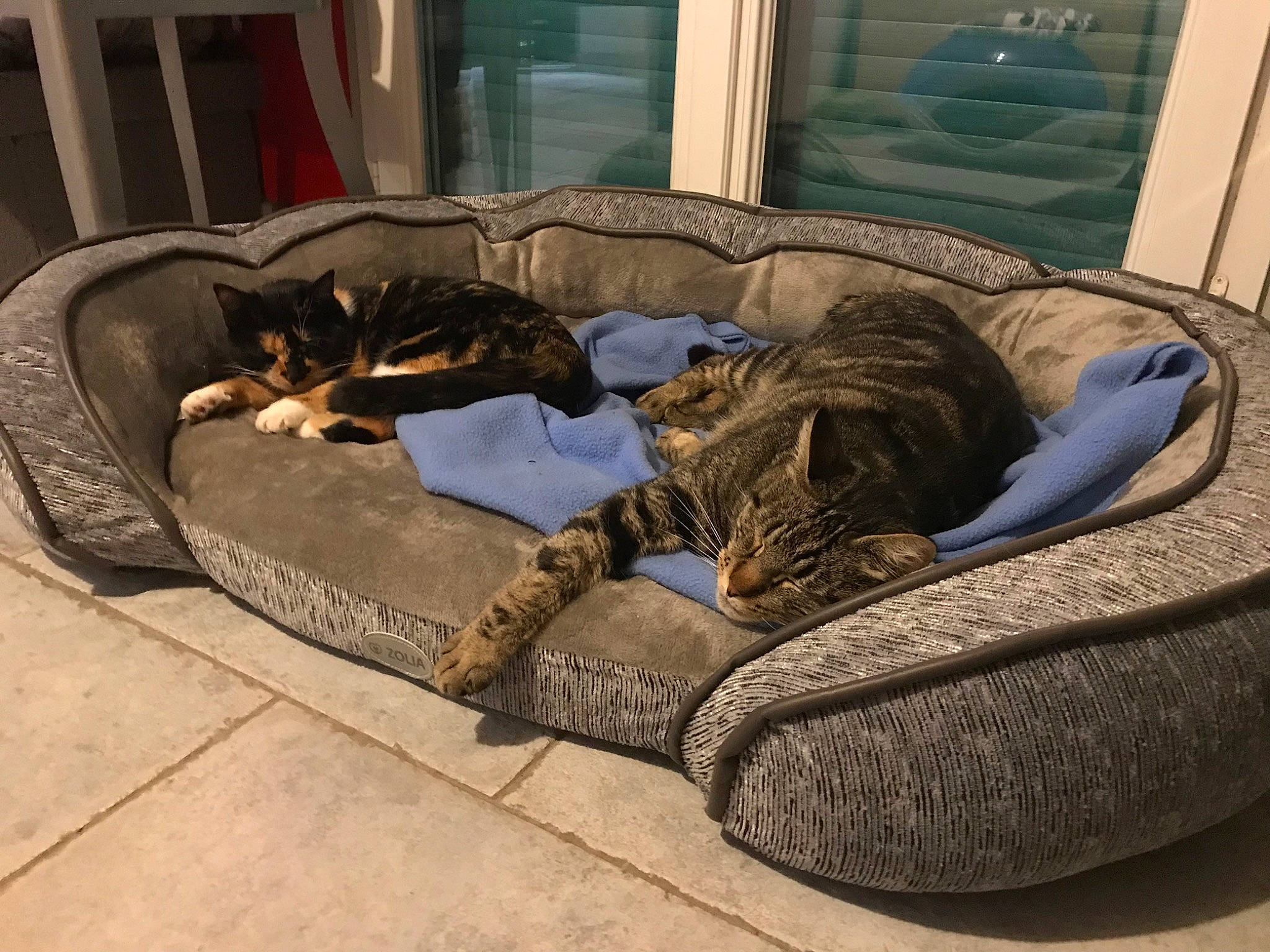 Kit a rejoint le concours — aidez-le/la à gagner de superbes lots ! carnivore, cat, comfort, felidae, furniture, nap, small_to_medium_sized_cats