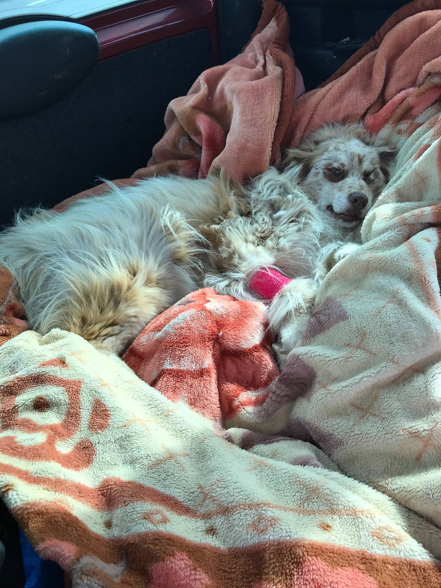 Lola participe au concours pour gagner de l'argent avec cette photo : birth, canidae, carnivore, cat, chinese_crested_dog, dog, dog_breed, english_setter, felidae, kitten, nap, puppy, setter, sporting_group