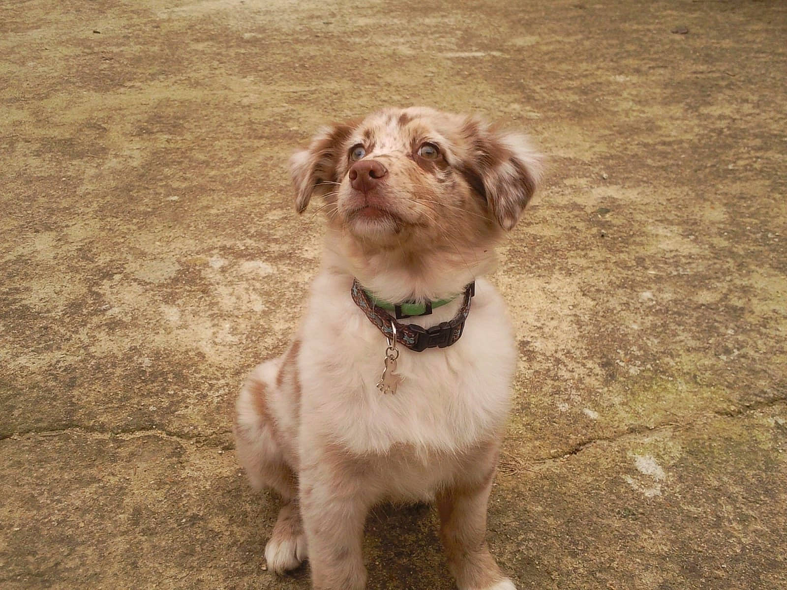 Lola a rejoint le concours — aidez-le/la à gagner de superbes lots ! australian_shepherd, canidae, carnivore, companion_dog, dog, dog_breed, ear, fawn, miniature_australian_shepherd, nose, puppy, puppy_love, small_greek_domestic_dog, sporting_group, working_dog