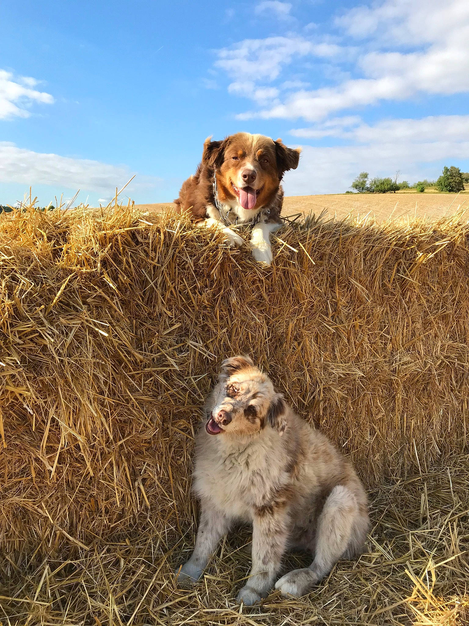 Lola a rejoint le concours — aidez-le/la à gagner de superbes lots ! australian_shepherd, canidae, carnivore, dog, dog_breed, field, field_trial, golden_retriever, grass, grass_family, hunting_dog, mammal, nova_scotia_duck_tolling_retriever, retriever, sporting_group, vertebrate, working_dog