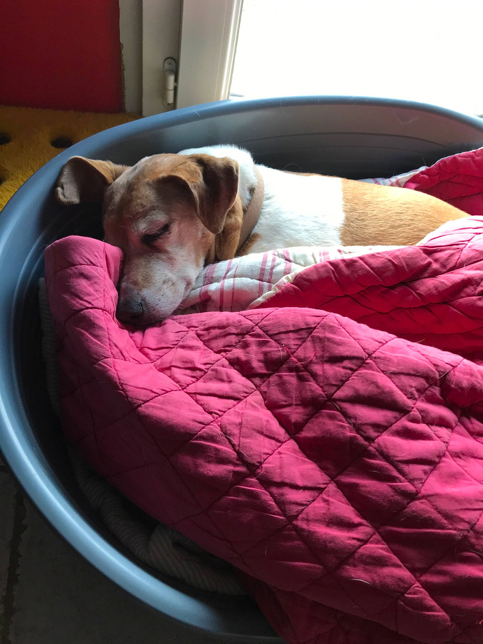 Calie a rejoint le concours — aidez-le/la à gagner de superbes lots ! canidae, carnivore, comfort, companion_dog, dog, dog_bed, dog_breed, furniture, lurcher, nap