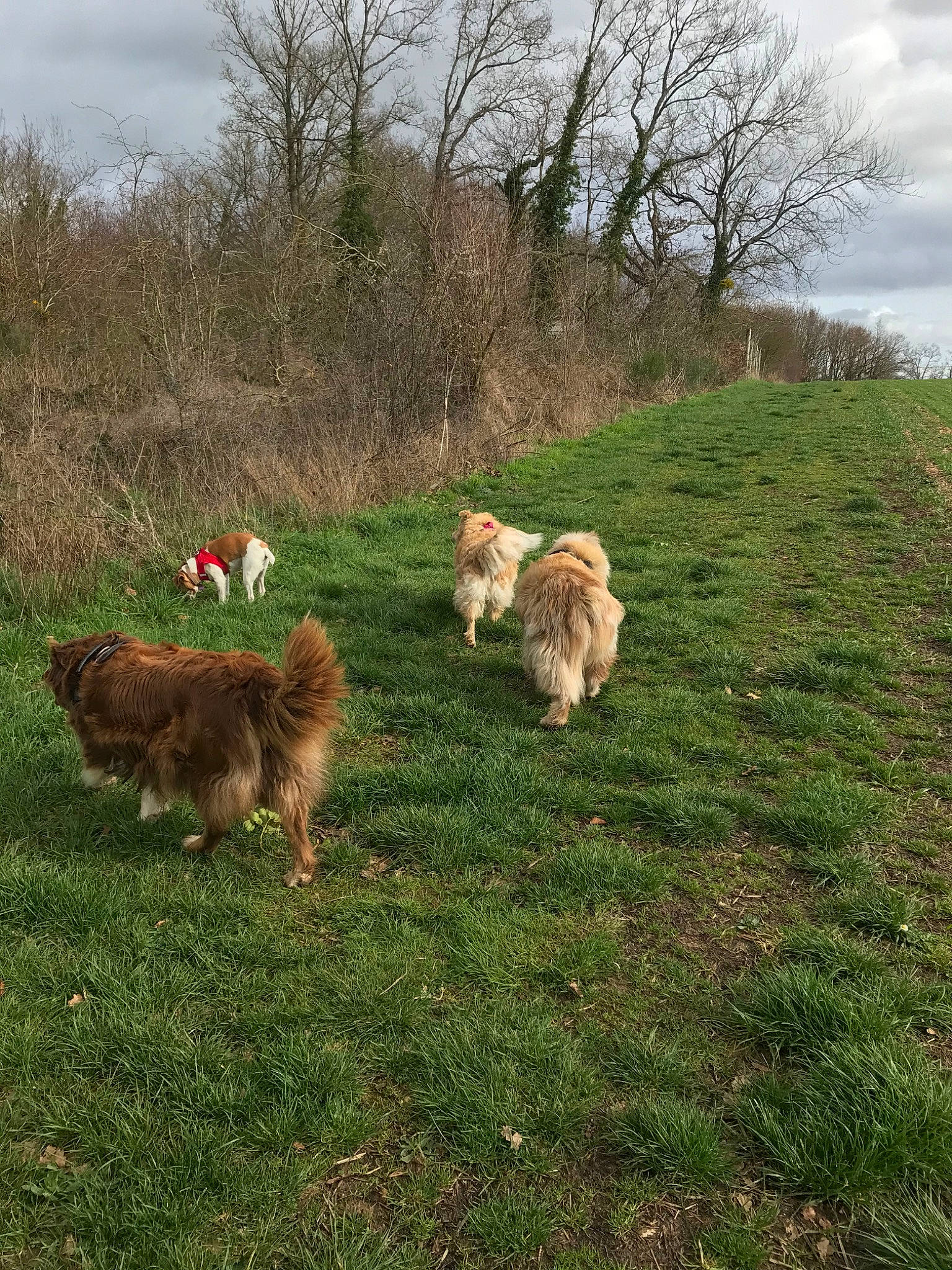 Calie a rejoint le concours — aidez-le/la à gagner de superbes lots ! canidae, carnivore, dog, dog_breed, dog_walking, golden_retriever, grass, grassland, highland, icelandic_sheepdog, mammal, nova_scotia_duck_tolling_retriever, pasture, sporting_group, tree, vertebrate