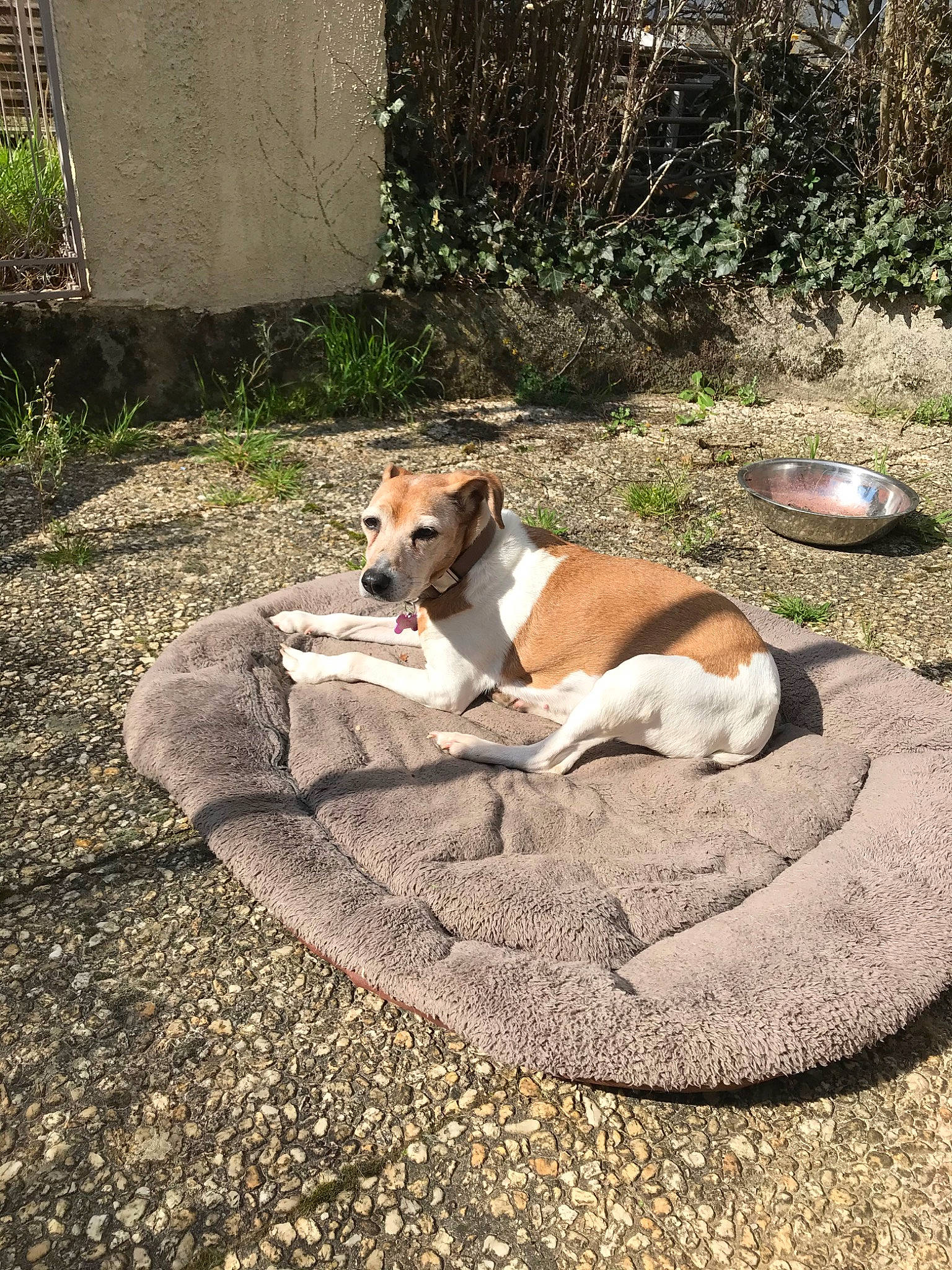 Calie a rejoint le concours — aidez-le/la à gagner de superbes lots ! brazilian_terrier, canidae, carnivore, companion_dog, danish_swedish_farmdog, dog, dog_breed, fawn, fox_terrier, jack_russell_terrier, mammal, plummer_terrier, russell_terrier, smooth_fox_terrier, treeing_feist, vertebrate