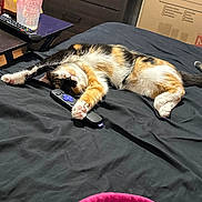 Eevee joined the competition — help win amazing prizes! bed, black_bedspread, calico_cat, cardboard_box, cat, cozy, cup, dresser, fur, hello_kitty_cup, indoor, nightstand, paws, pink_bed, relaxed, remote_control, snack_wrapper, stretching, table, tv_remote