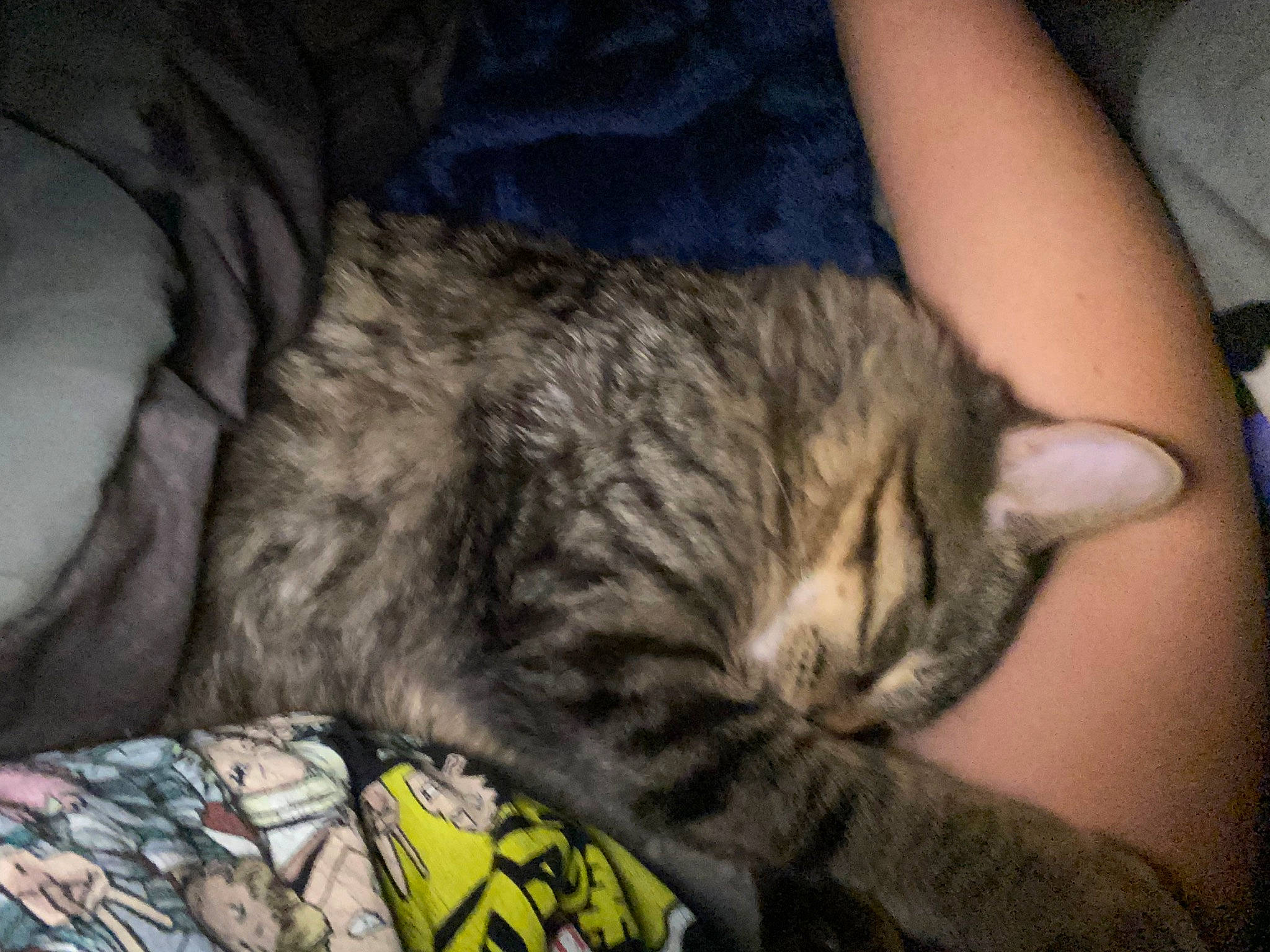 Nugget is registered to the contest to win money with this photo: carnivore, cat, claw, comfort, domestic_short_haired_cat, felidae, fur, grey, human_leg, military_camouflage, nap, paw, sleep, small_to_medium_sized_cats, snout, tail, whiskers