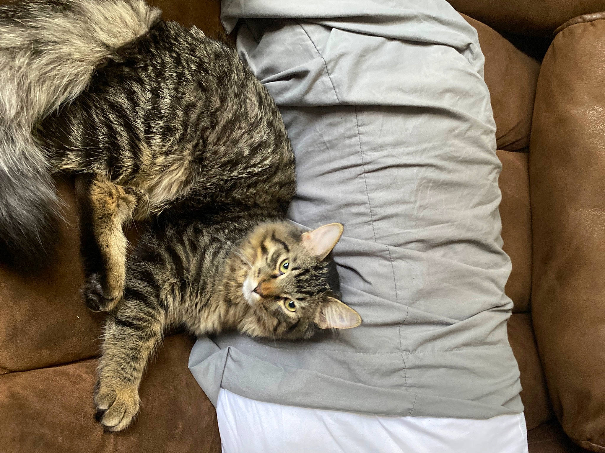 Nugget joined the competition — help win amazing prizes! carnivore, cat, claw, comfort, domestic_short_haired_cat, felidae, fur, grey, linens, nap, paw, small_to_medium_sized_cats, tail, terrestrial_animal, whiskers, wood