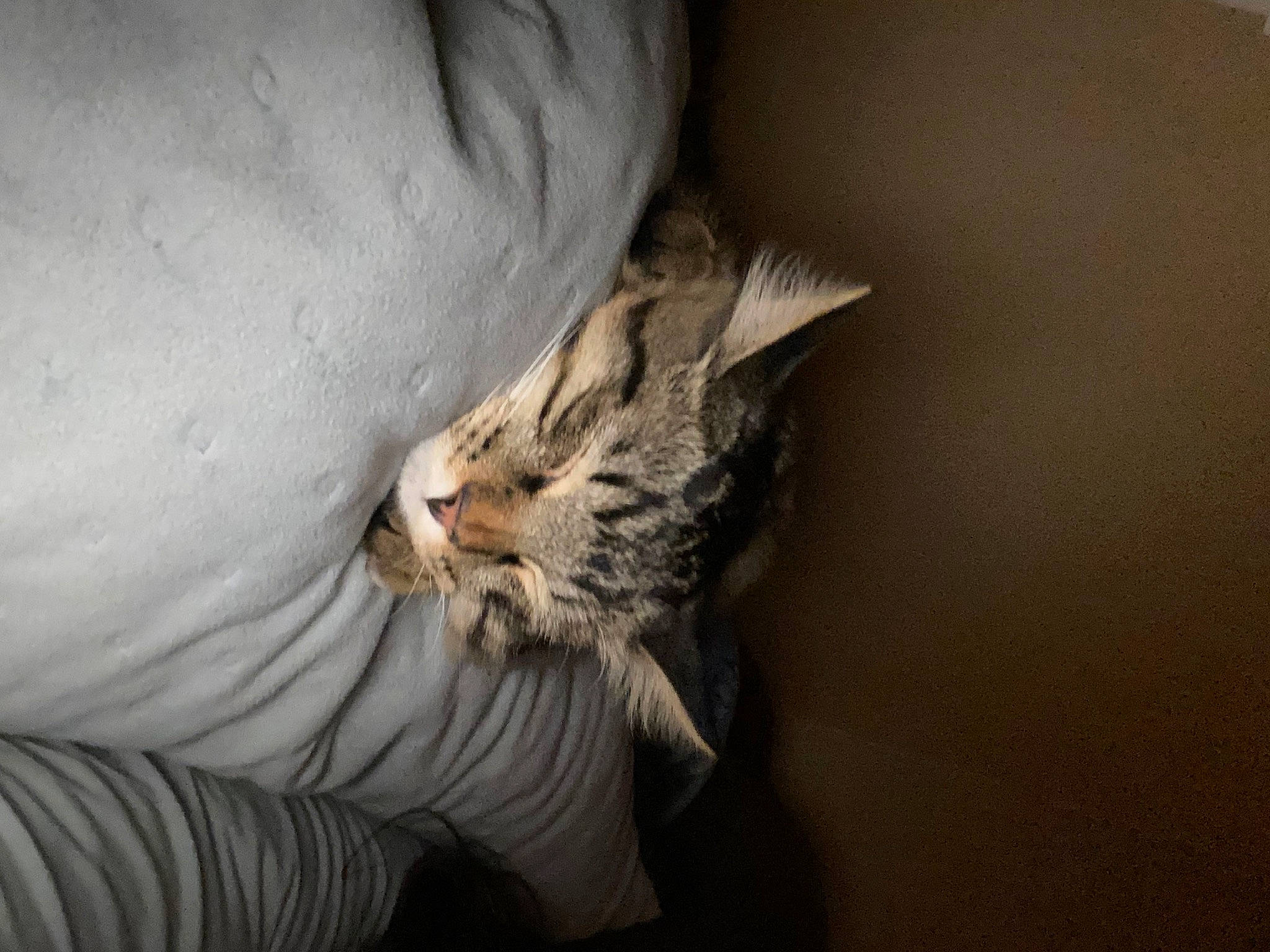 Nugget is registered to the contest to win money with this photo: carnivore, cat, claw, comfort, domestic_short_haired_cat, felidae, fur, grey, human_leg, nail, nap, paw, plant, small_to_medium_sized_cats, snout, terrestrial_animal, whiskers, wildlife, wood