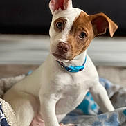 Vino joined the competition — help win amazing prizes! puppy, dog, pet, blanket, indoor, cute, animal, collar, fur, face, head_tilt, young, domestic_animal, brown, white, sitting, cozy, comfort, expression, closeup