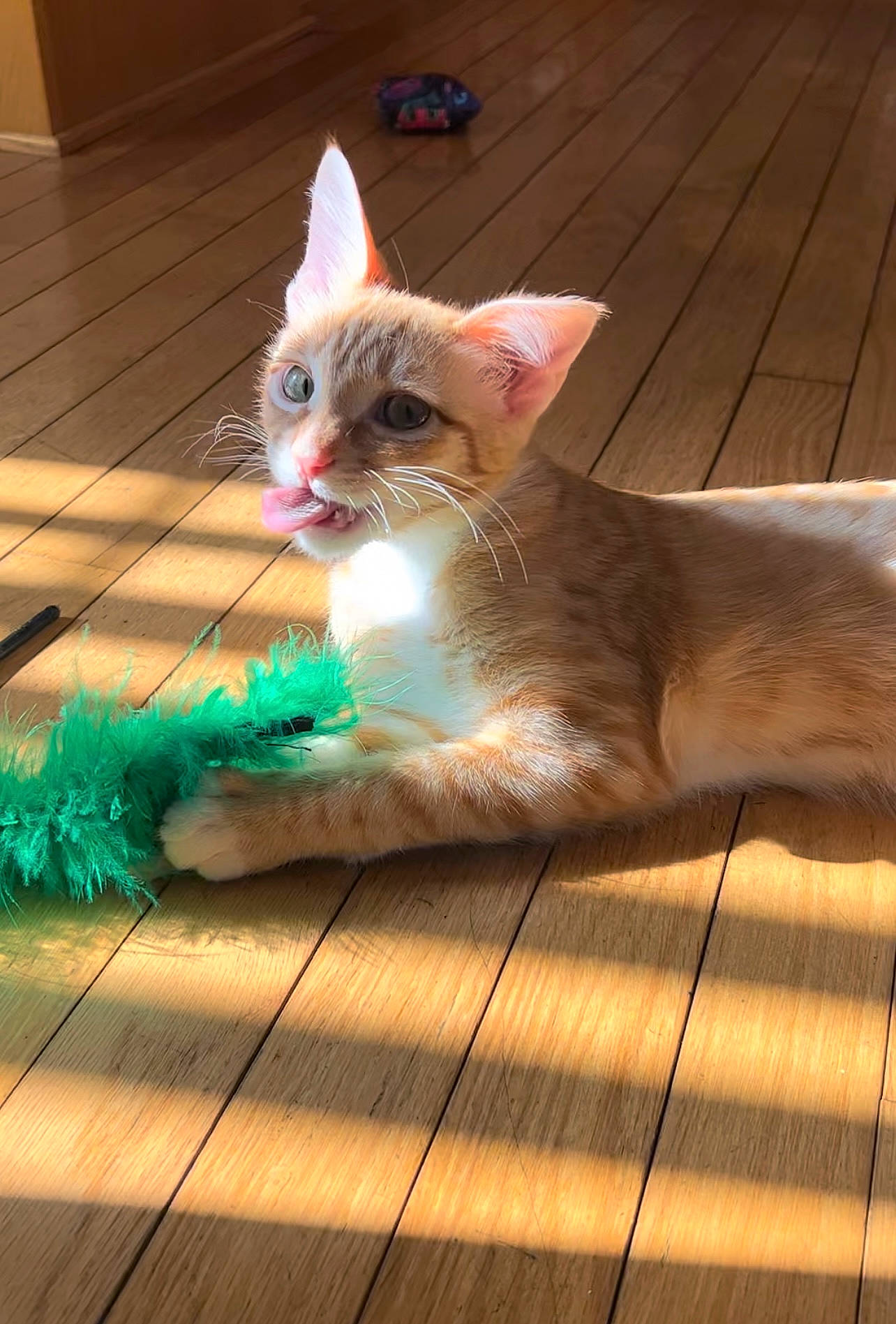 Rockie is registered to the contest to win money with this photo: carnivore, cat, claw, domestic_short_haired_cat, fawn, felidae, floor, flooring, foot, fur, hardwood, human_leg, pattern, paw, small_to_medium_sized_cats, snout, tail, terrestrial_animal, whiskers, wood