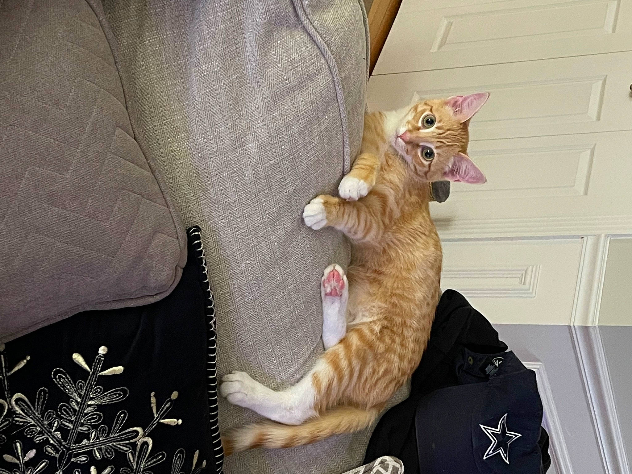 Rockie is registered to the contest to win money with this photo: carnivore, cat, claw, comfort, domestic_short_haired_cat, fawn, felidae, fur, paw, plant, room, small_to_medium_sized_cats, tail, whiskers