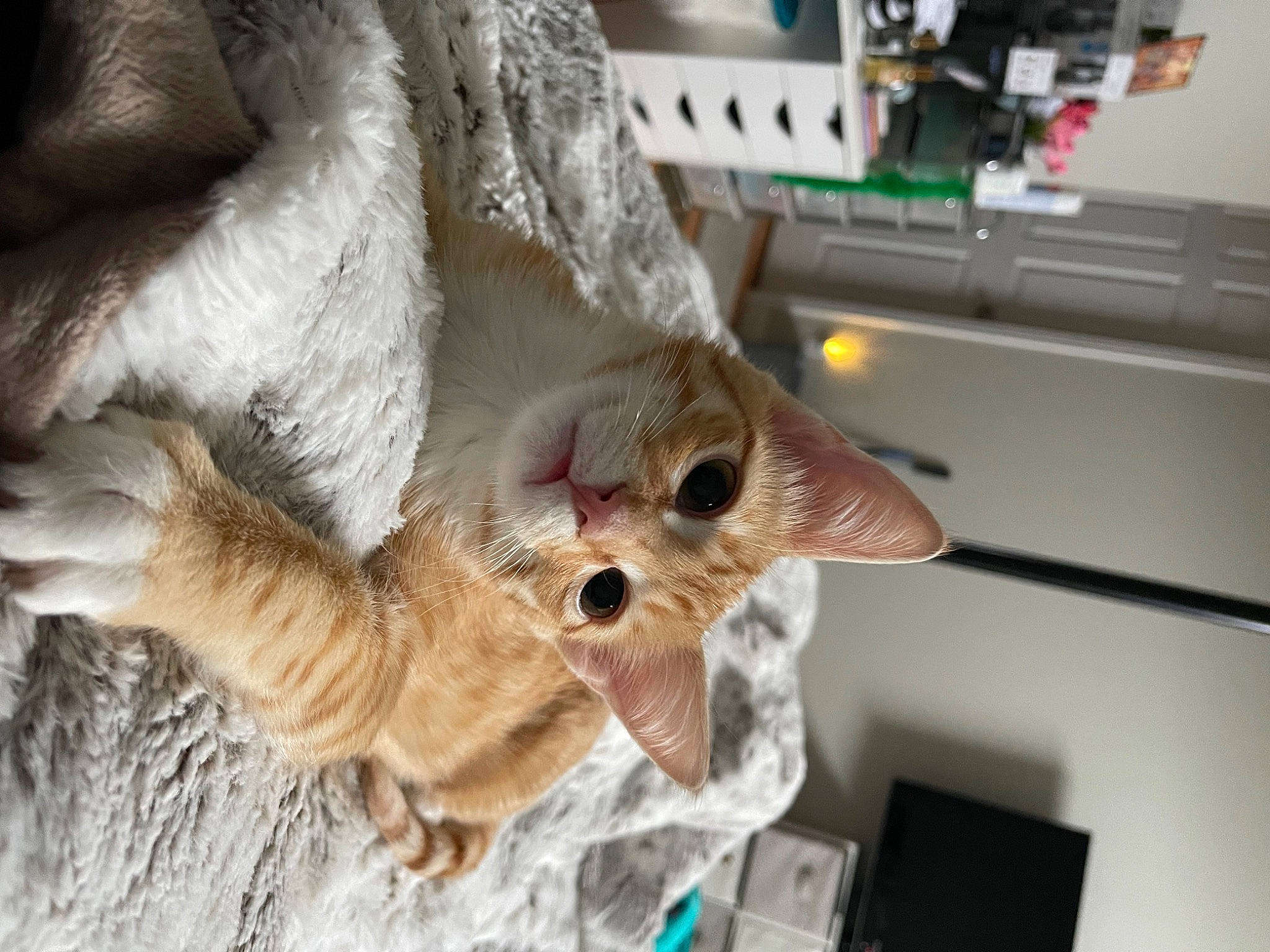 Rockie is registered to the contest to win money with this photo: canidae, carnivore, cat, claw, companion_dog, dog_breed, domestic_short_haired_cat, fawn, felidae, foot, fur, machine, paw, small_to_medium_sized_cats, sporting_group, tail, terrestrial_animal, whiskers