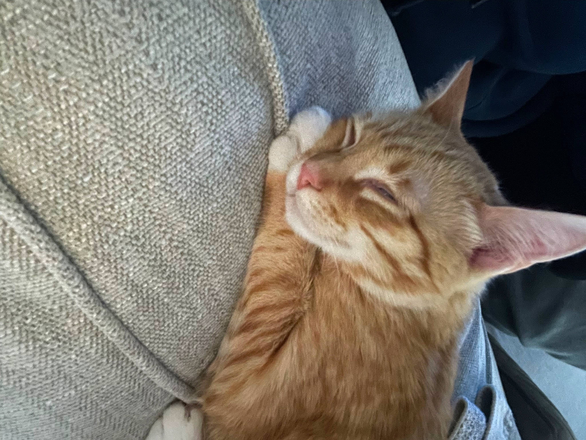 Rockie is registered to the contest to win money with this photo: carnivore, cat, cat_supply, claw, comfort, domestic_short_haired_cat, fawn, felidae, foot, fur, nap, paw, sleep, small_to_medium_sized_cats, snout, tail, terrestrial_animal, vertebrate, whiskers, wrinkle