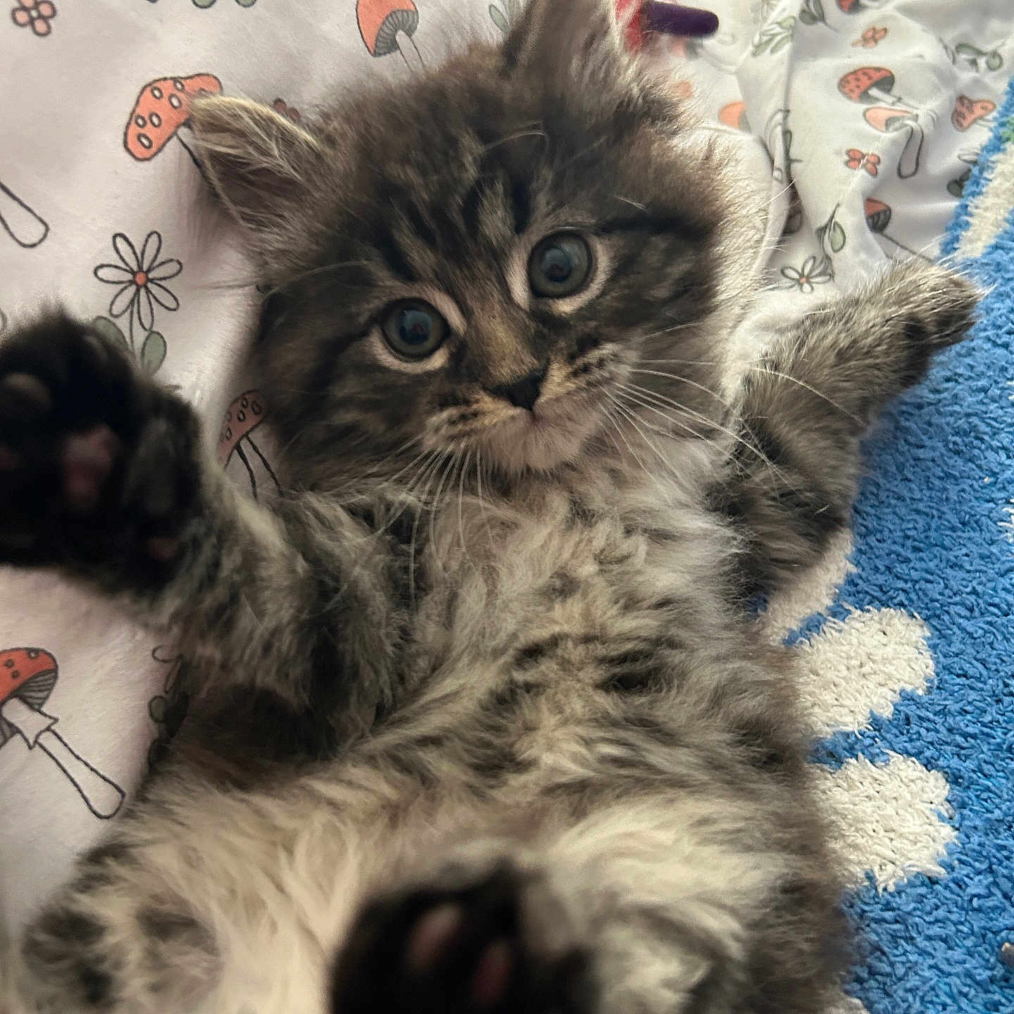 Bean is registered to the contest to win money with this photo: abyssinian, animal, bed, blanket, brasssection, cat, chair, couch, cushion, face, furniture, head, homedecor, horn, kitten, manx, person, pet, quilt, siamese