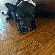 Jack is registered to the contest to win money with this photo: dog, black_dog, pet, bow, pink_bow, wooden_floor, indoor, cute, small_dog, floor, lying_down, ears, close_up, animal, mammal, domestic_animal, resting, looking_up, companion, adorable