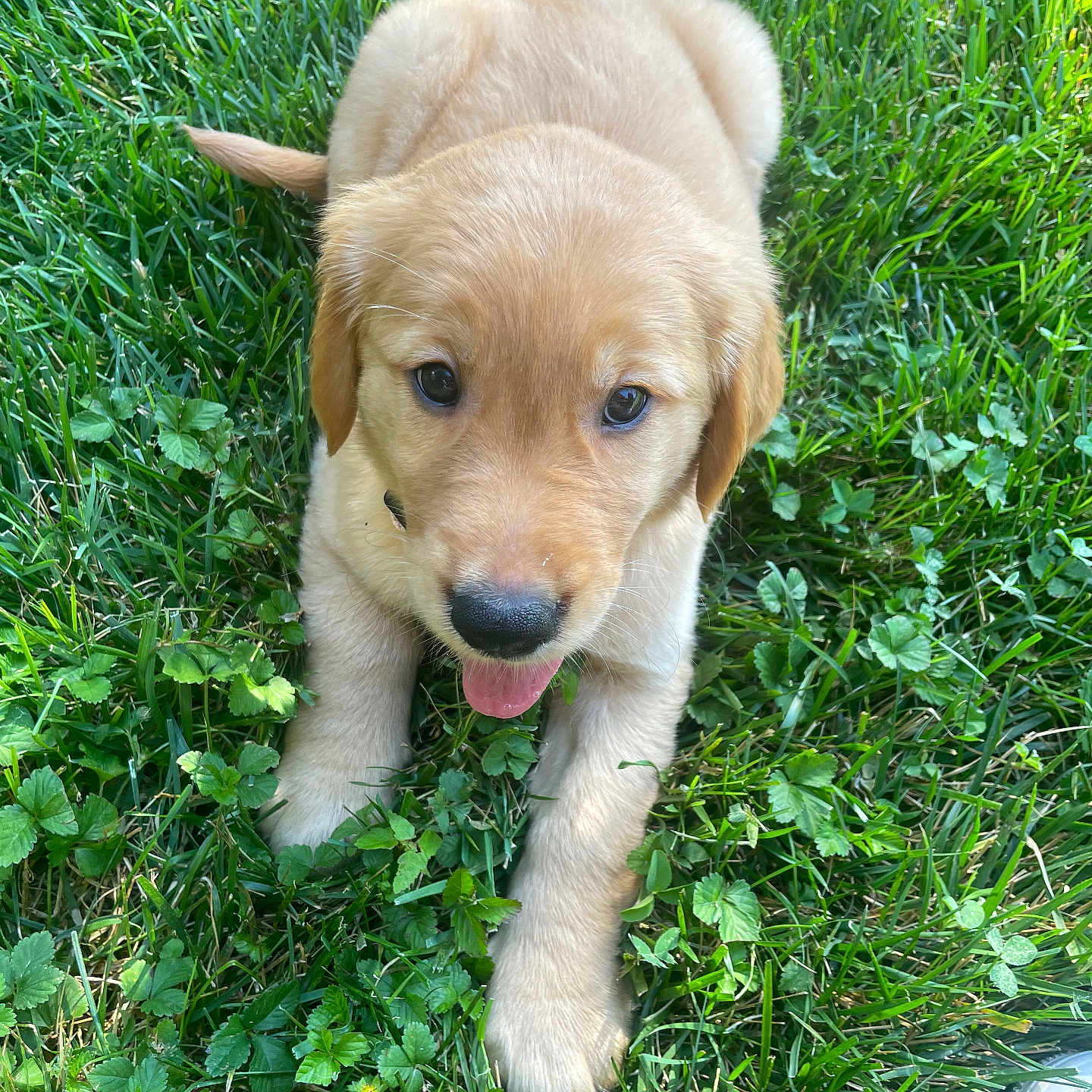 Fairy joined the competition — help win amazing prizes! adorable, animal, closeup, cute, dog, fur, golden_retriever, grass, greenery, leaf, lying_down, mammal, nature, outdoor, pet, playful, puppy, summer, tongue_out, young_animal