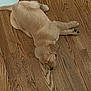 dog, puppy, golden_retriever, sleeping, floor, wooden_floor, pet, animal, indoor, cute, fur, paw, resting, home, cozy, canine, young_dog, relaxing, sleep, laying_down