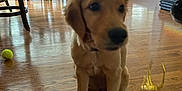 Fairy is registered to the contest to win money with this photo: puppy, dog, golden_retriever, indoor, wooden_floor, tennis_ball, chair, table, window, door, cushions, sunlight, pet, floor, furniture, home, animal, blurred, young_dog, sitting