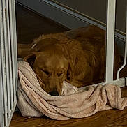 Fairy is registered to the contest to win money with this photo: dog, golden_retriever, blanket, sleeping, resting, wooden_floor, baby_gate, indoor, pet, cozy, relaxed, fur, animal, household, quiet, comfort, domestic, canine, nap, soft