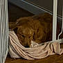 dog, golden_retriever, blanket, sleeping, resting, wooden_floor, baby_gate, indoor, pet, cozy, relaxed, fur, animal, household, quiet, comfort, domestic, canine, nap, soft