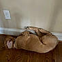 dog, golden_retriever, sleeping, floor, wood_floor, indoor, relaxed, pet, canine, fur, collar, paw, lying_down, resting, domestic_animal, mammal, quiet, home, wall, power_outlet