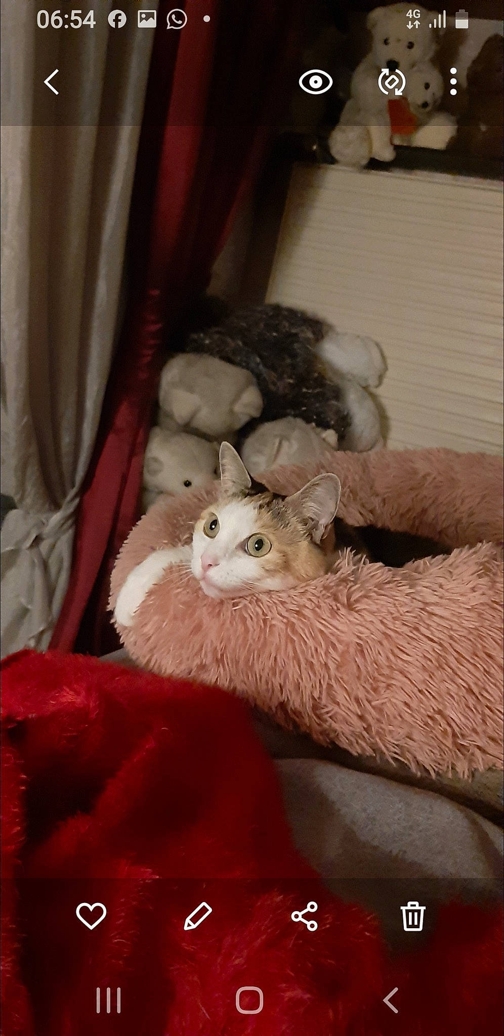 E-bibi a rejoint le concours — aidez-le/la à gagner de superbes lots ! canidae, carnivore, cat, cat_bed, claw, comfort, curtain, domestic_short_haired_cat, fawn, felidae, fur, linens, mustelidae, nap, paw, room, small_to_medium_sized_cats, tail, whiskers, wood